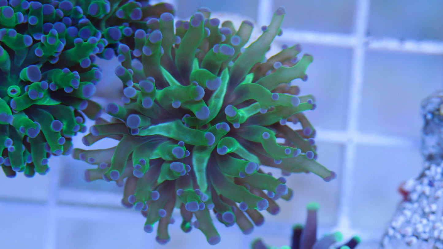 Euphyllia paradivisa bicolor