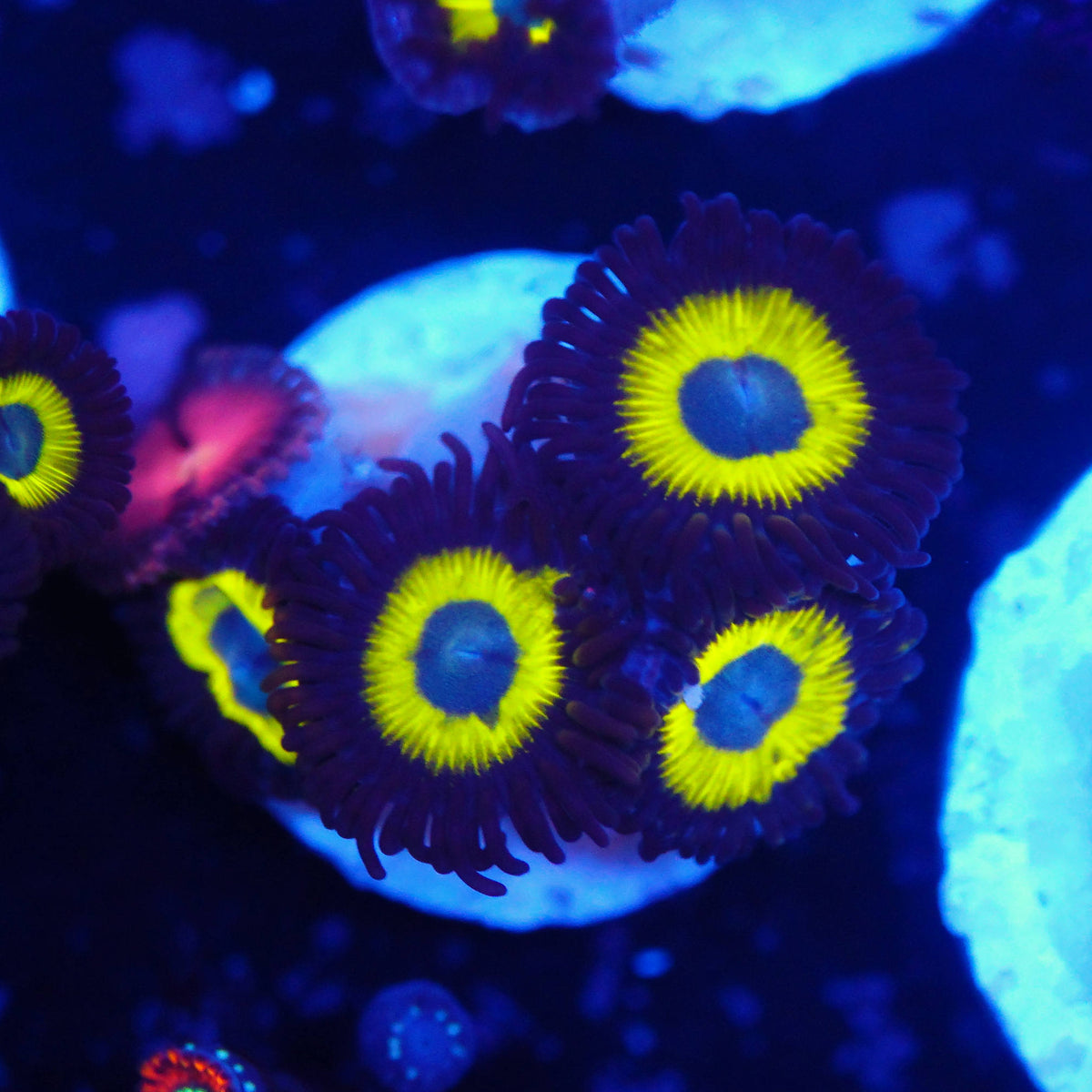 Zoanthus yellow submarin