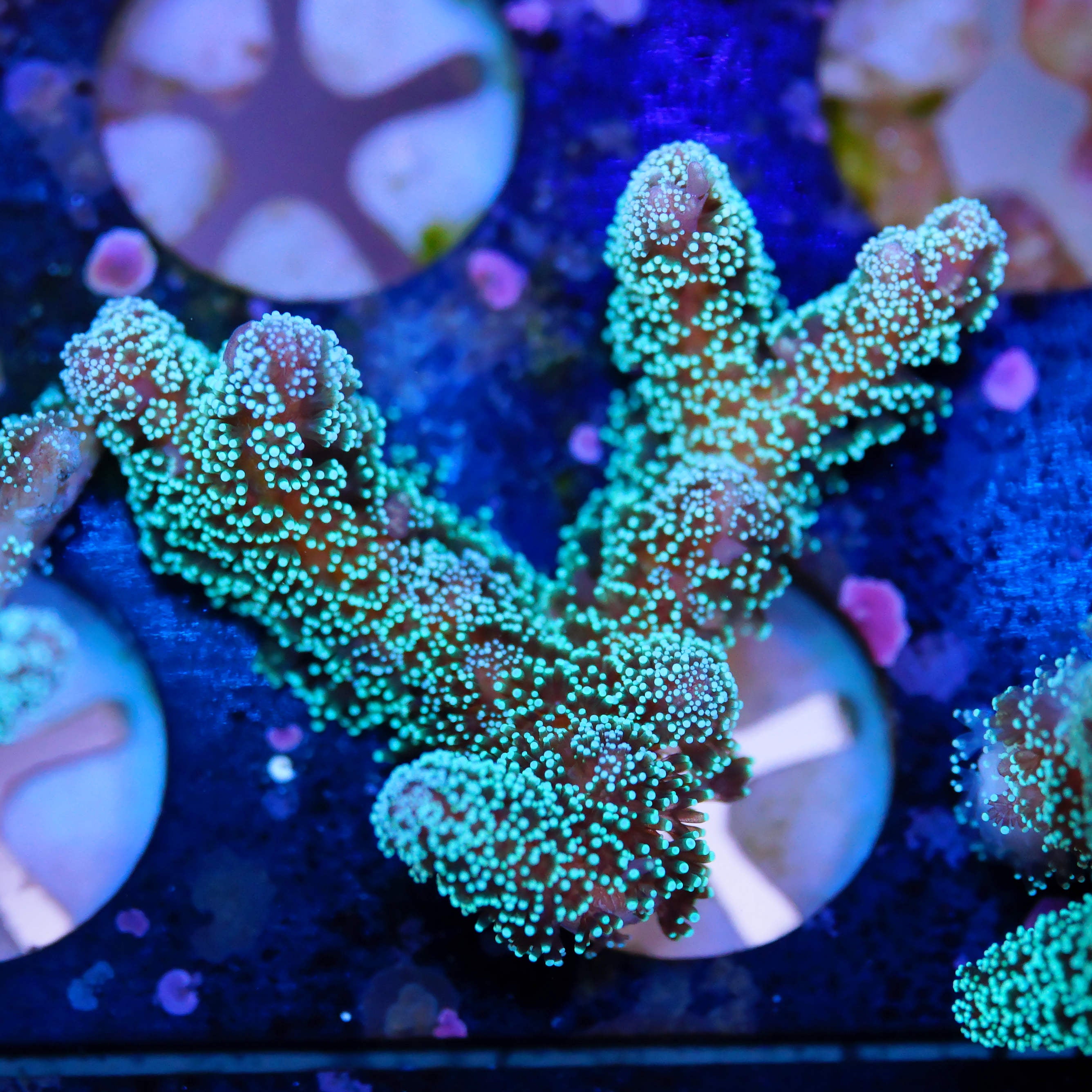 Seriatopora caliendrum grün (lose)