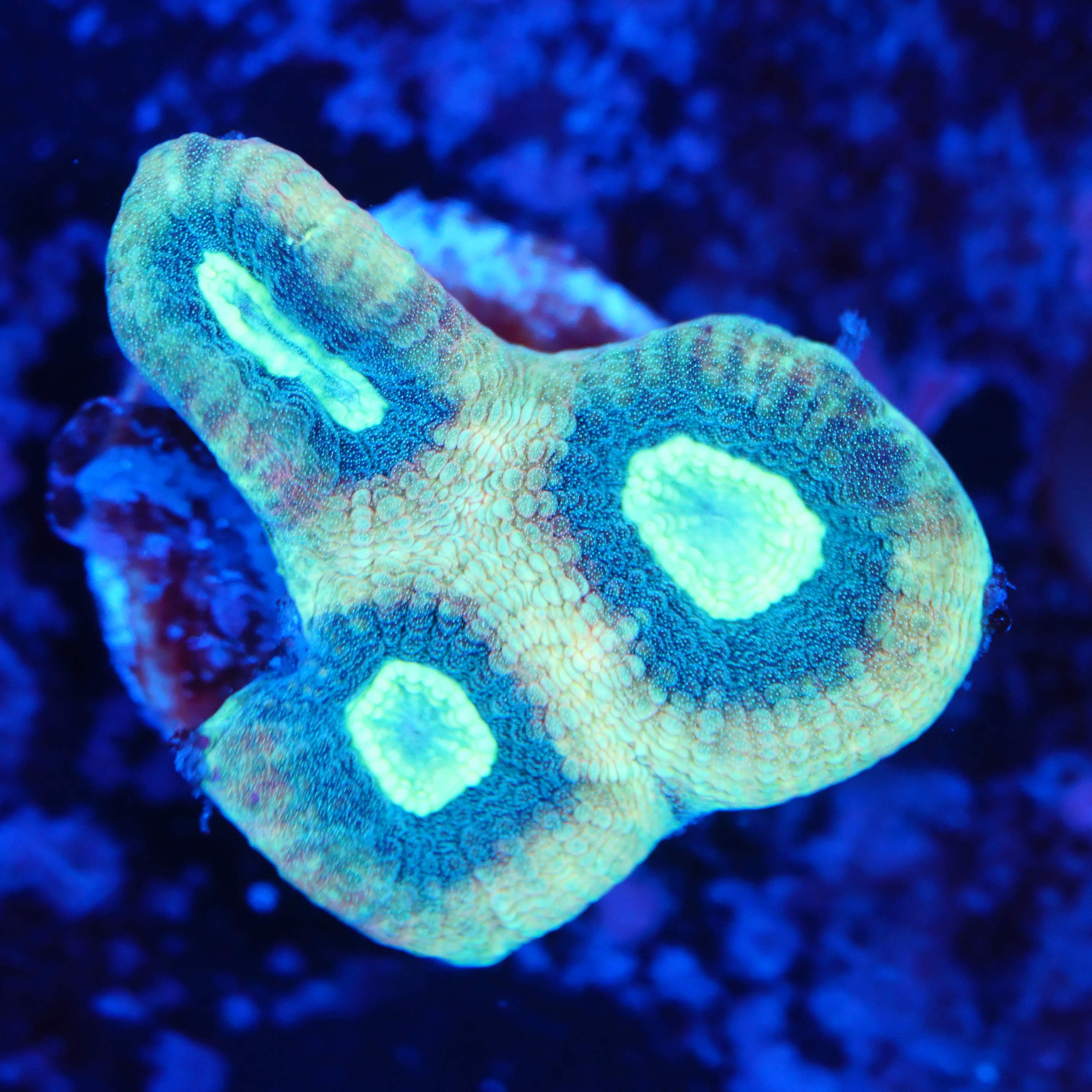 Goniastrea mint WYSIWYG