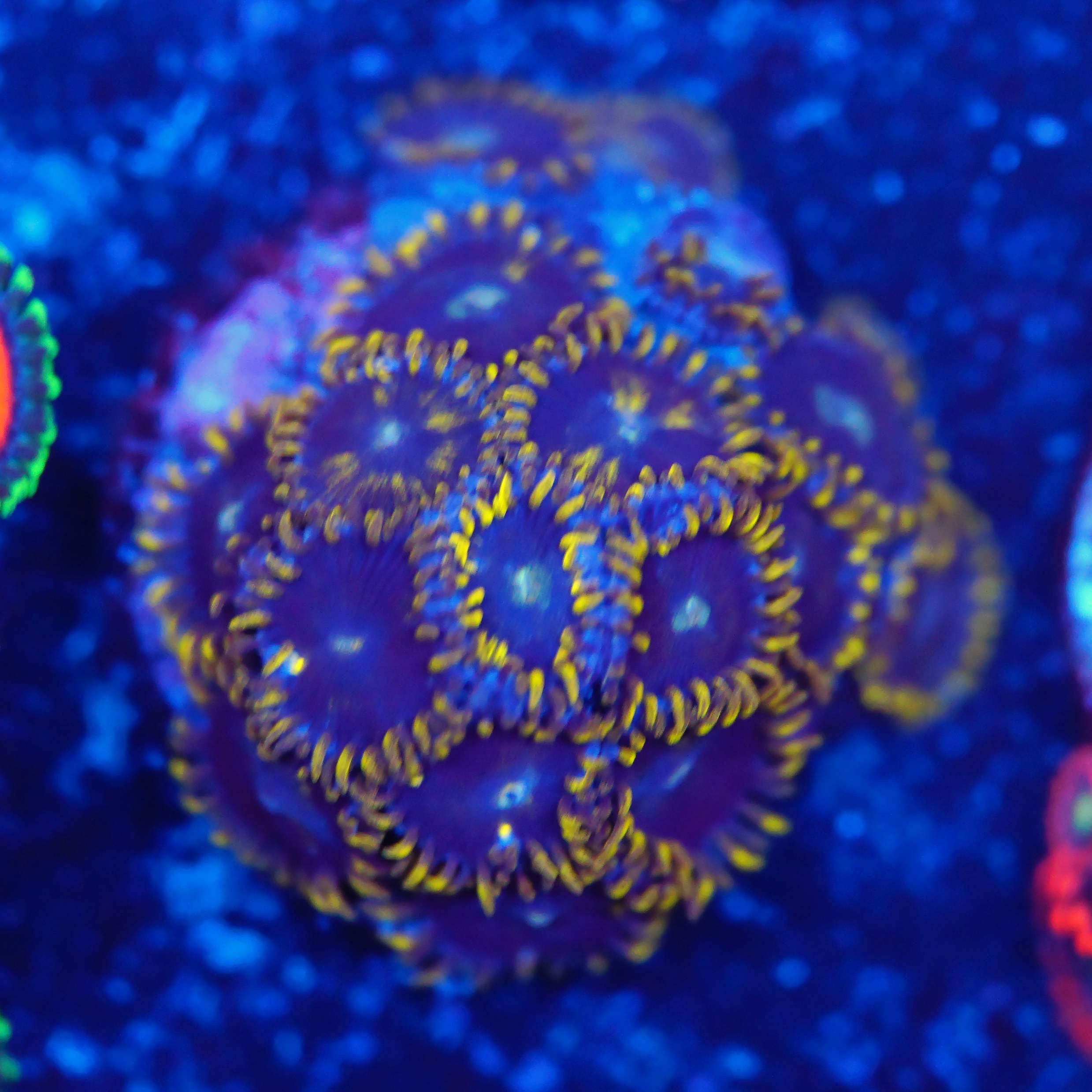 Zoanthus royal crown