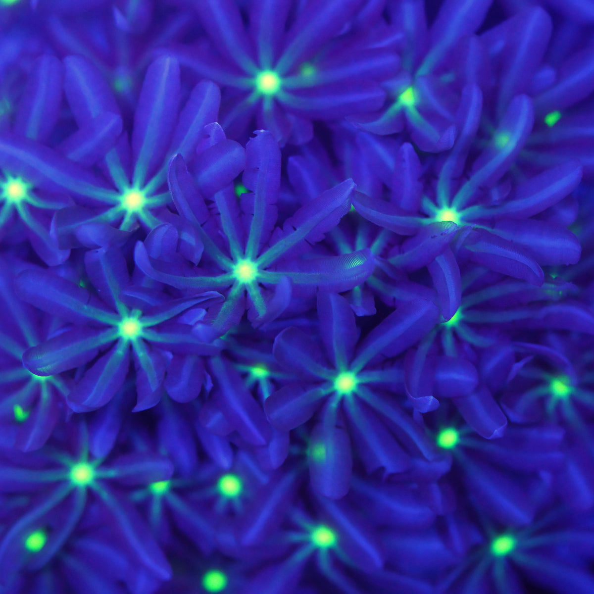 Knopia octocontacanalis
