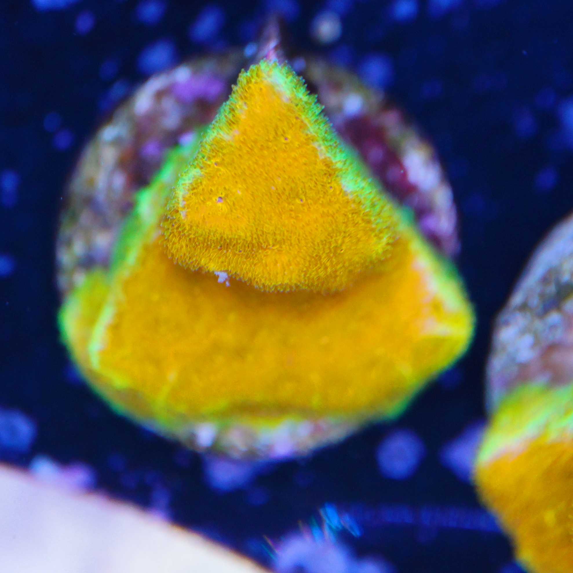 Korallenableger Psammocora Watermelon bei Tageslicht