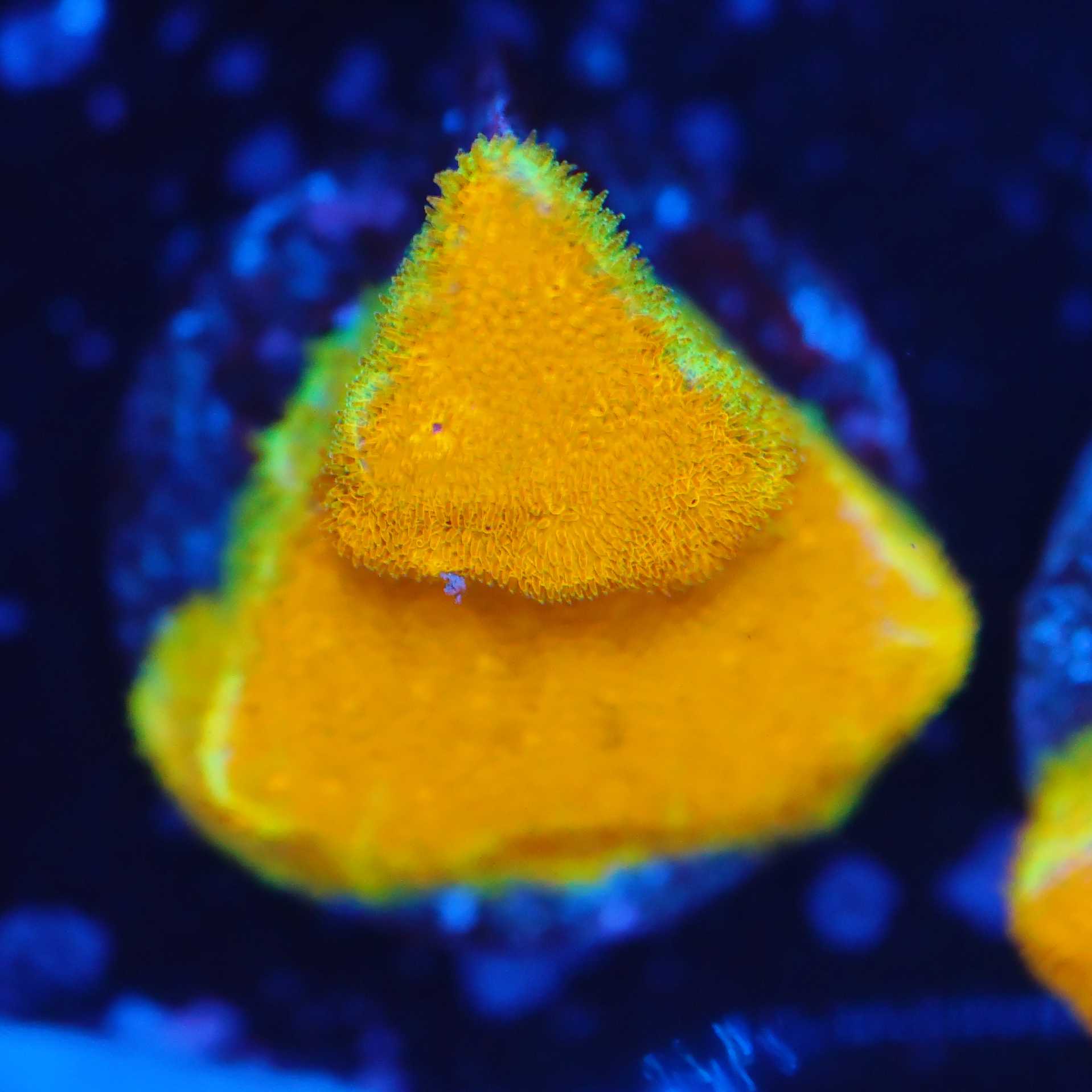 Korallenableger Psammocora Watermelon bei Blaulicht