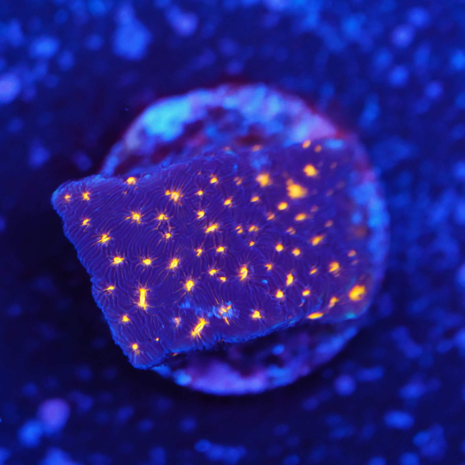 Psammocora fireworks