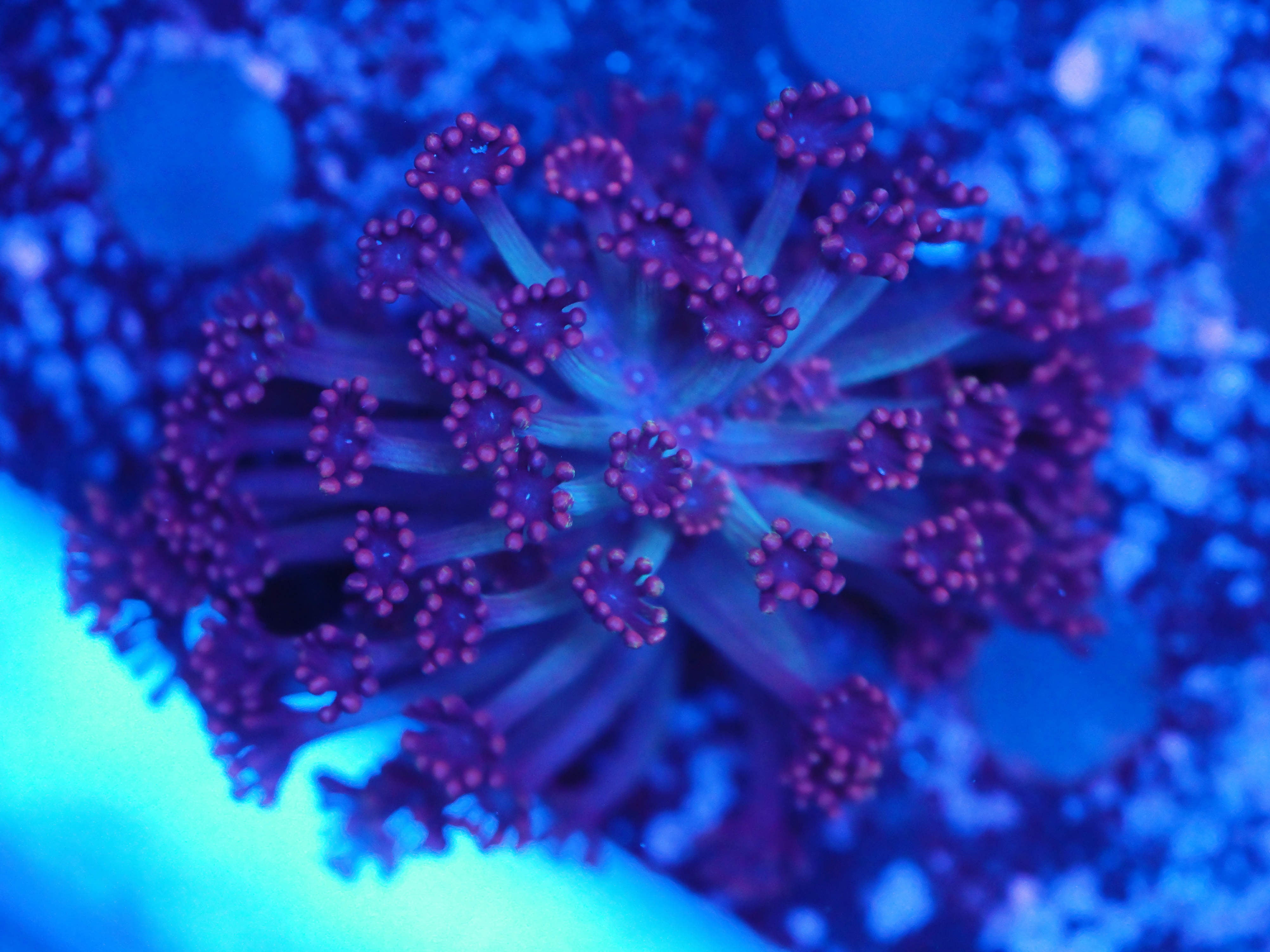 Alveopora bläulich rot Rarität!