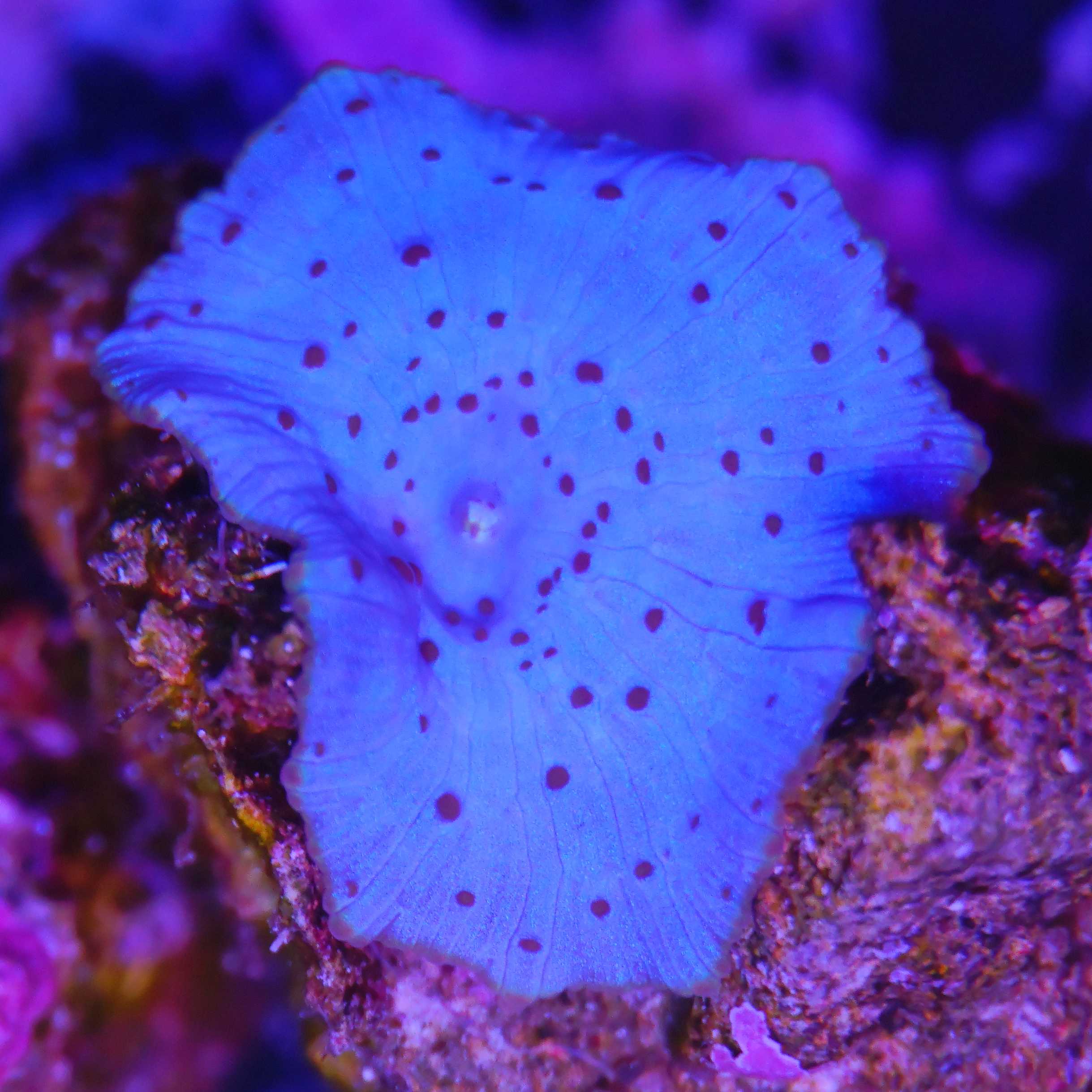 Discosoma Scheibenanemone blue dots