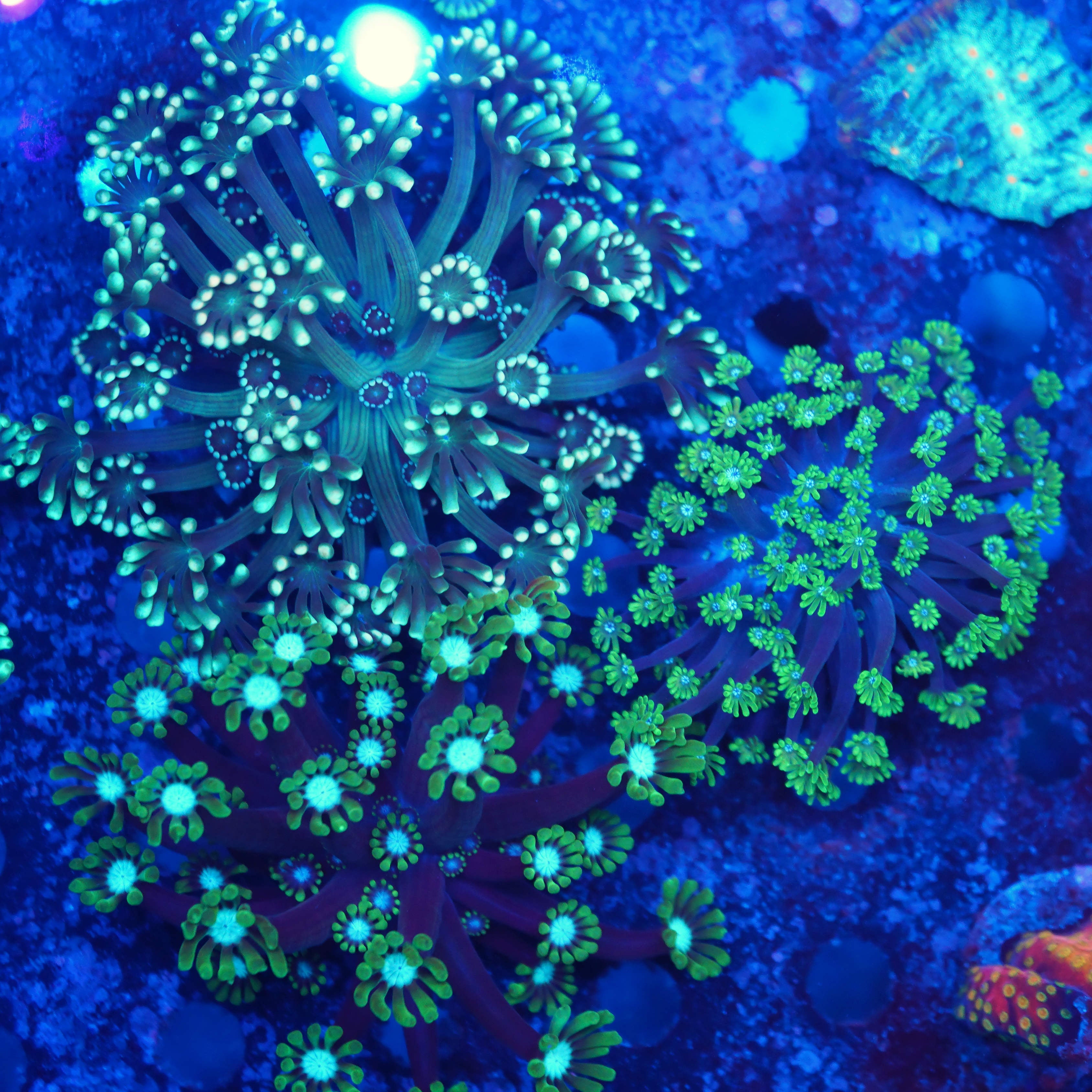 Alveopora Paket WYSIWYG 20% Rabatt