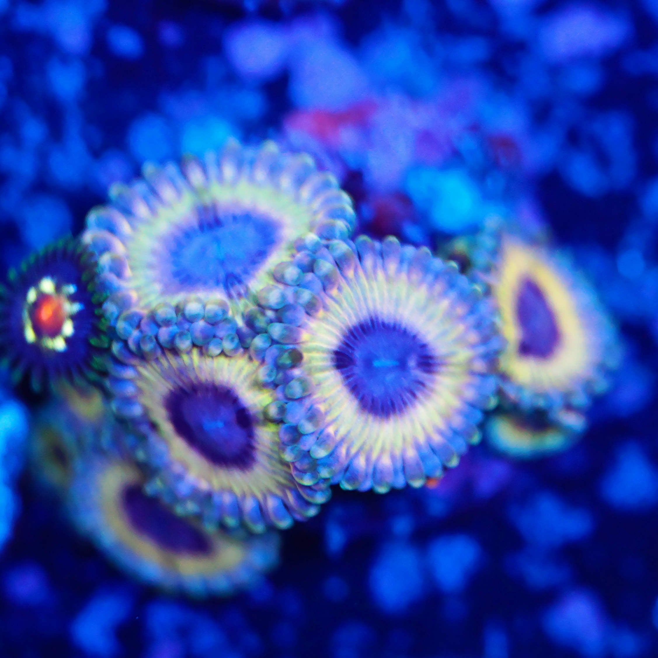 Zoanthus white walker