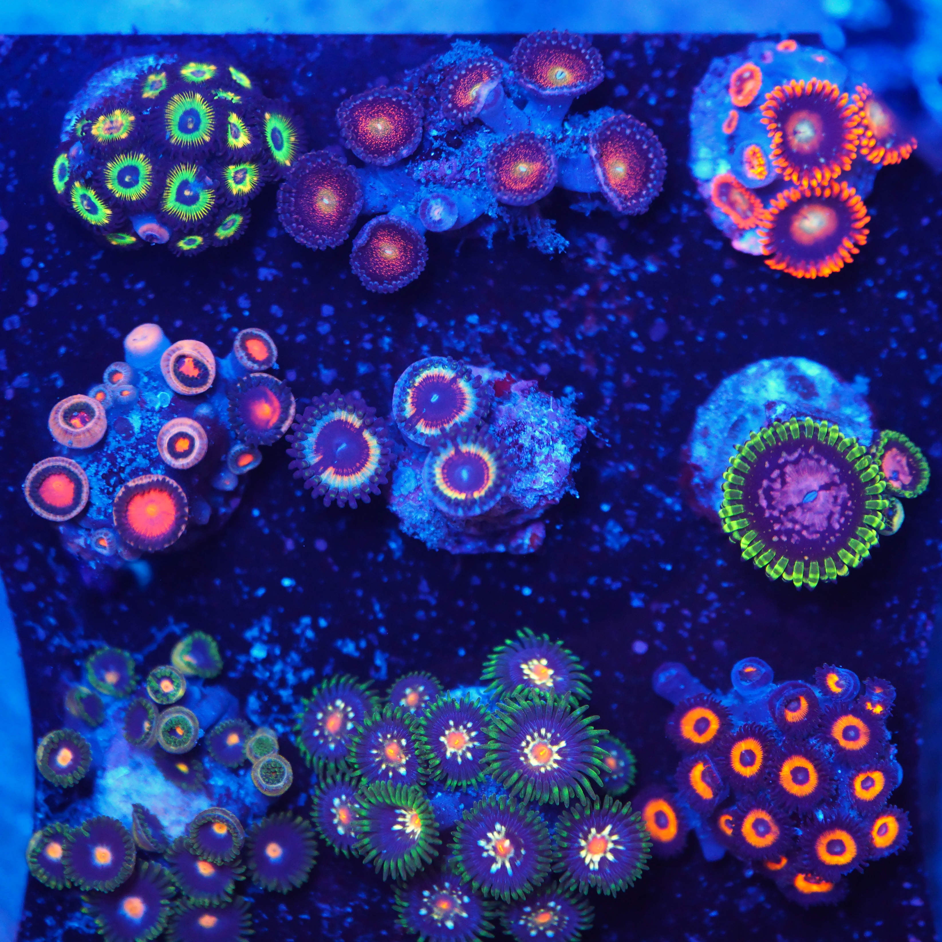 Zoanthus WYSIWYG Paket (20% Rabatt)