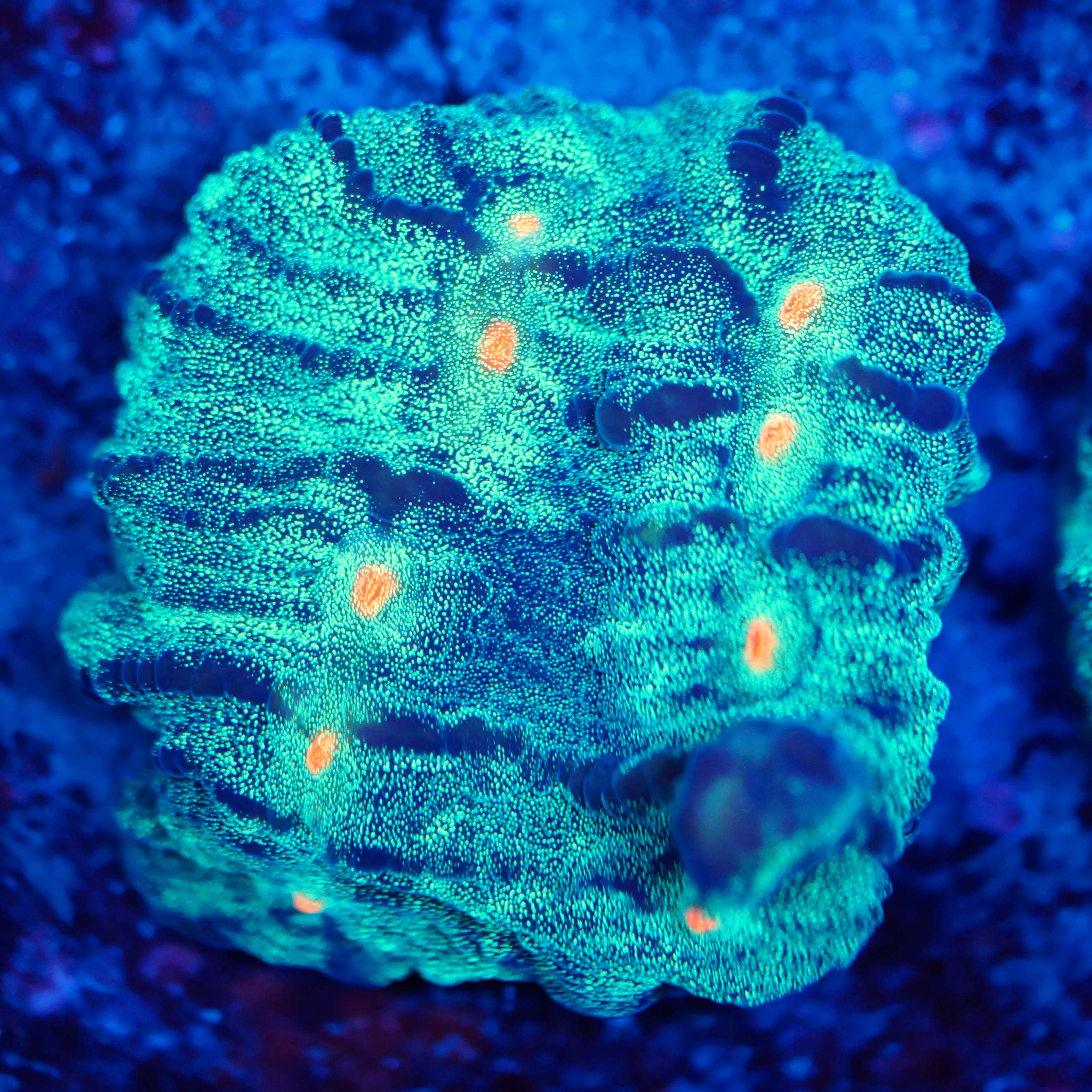 Chalice sundrop Sonderangebot!