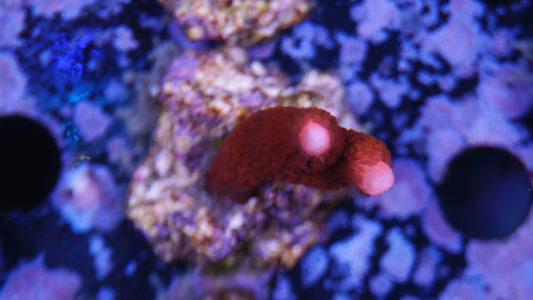 Montipora digitata rot (lose)