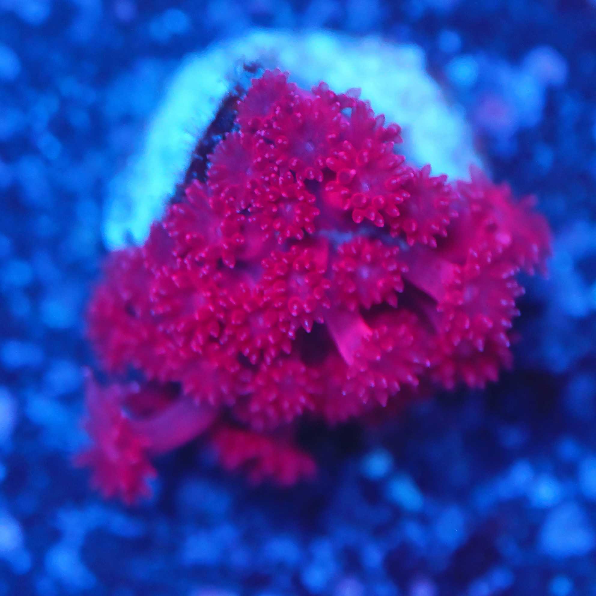 Goniopora / Bernadpora rot
