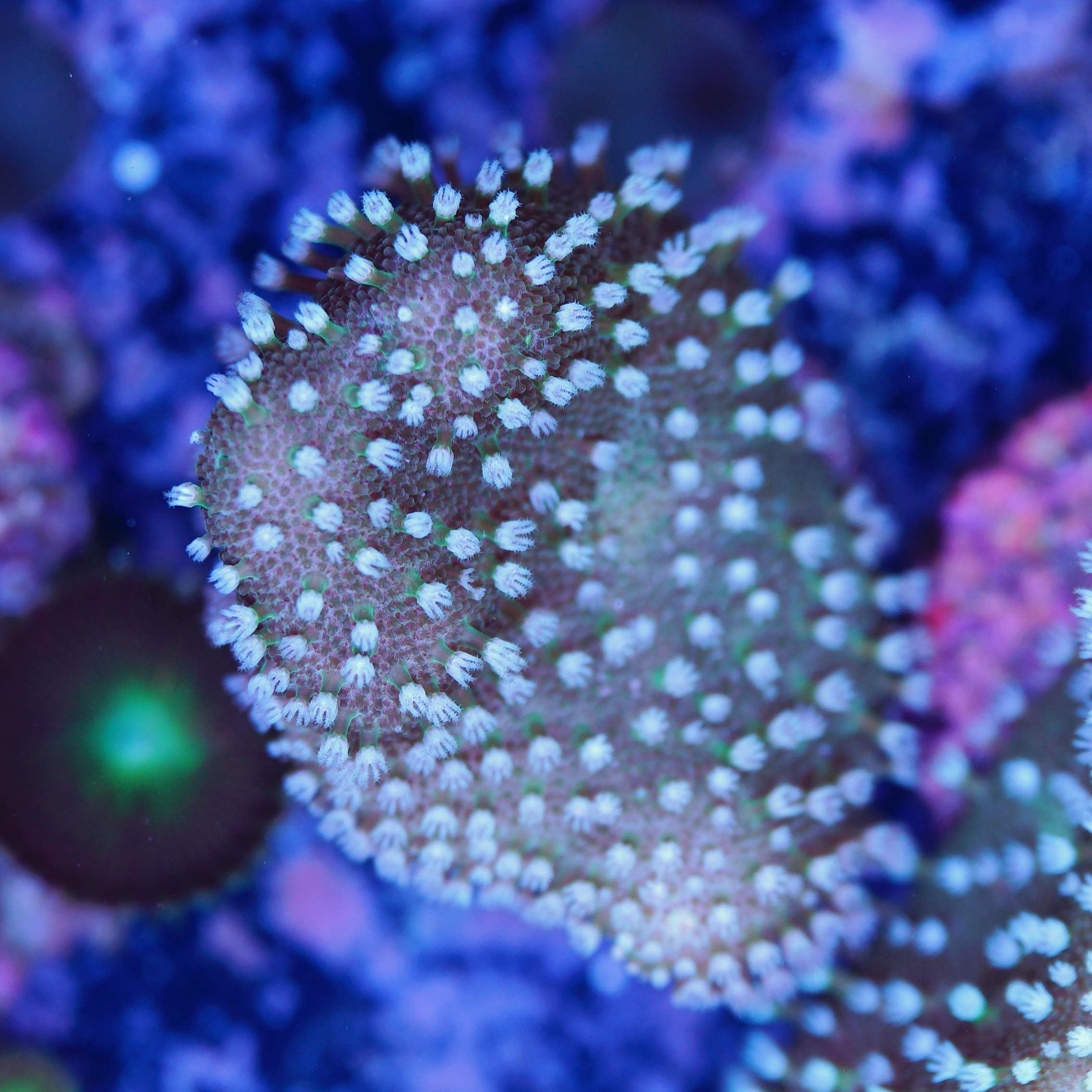 Sarcophyton Pilzleder grün / weiß