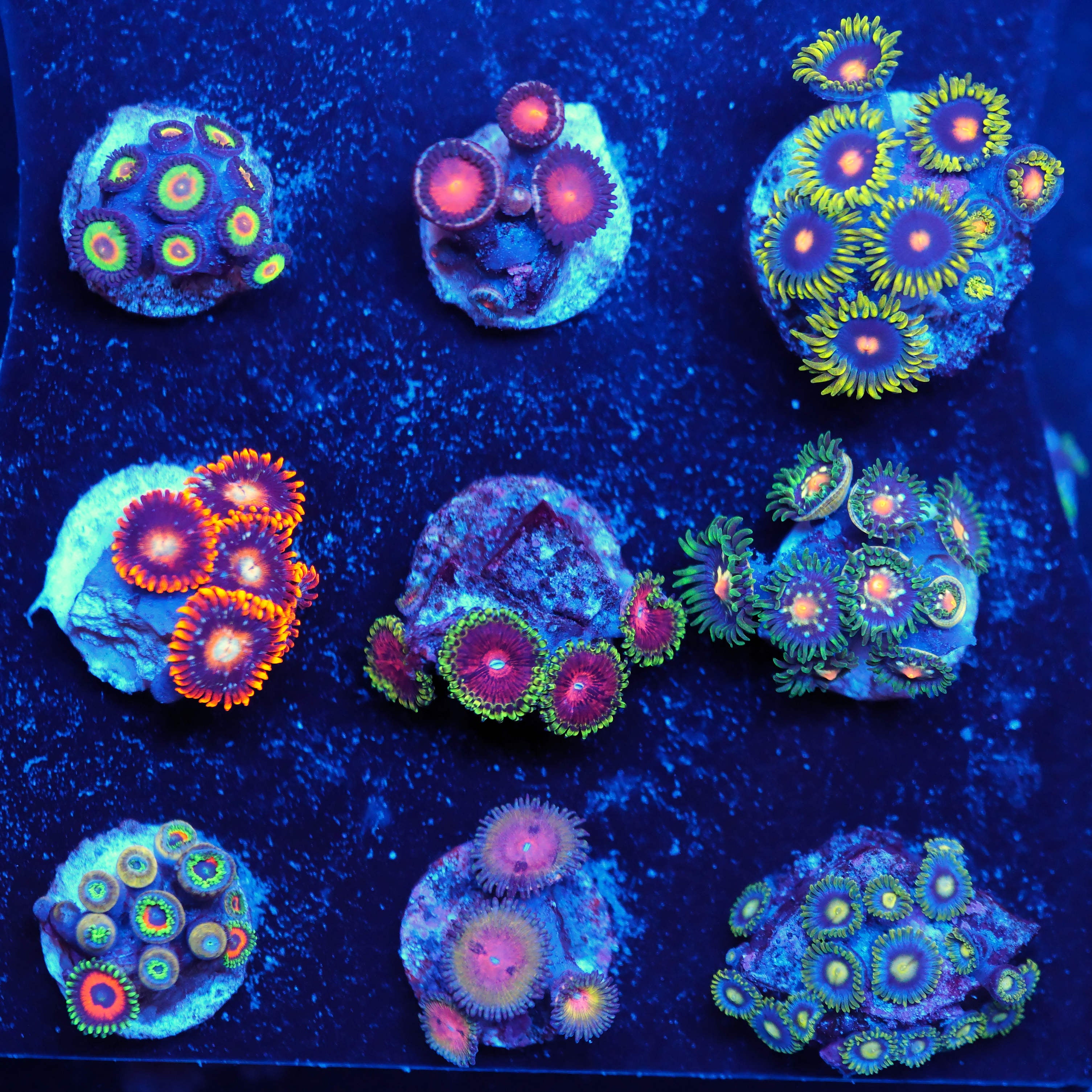 Zoanthus Korallenpaket 20% Rabatt WYSIWYG