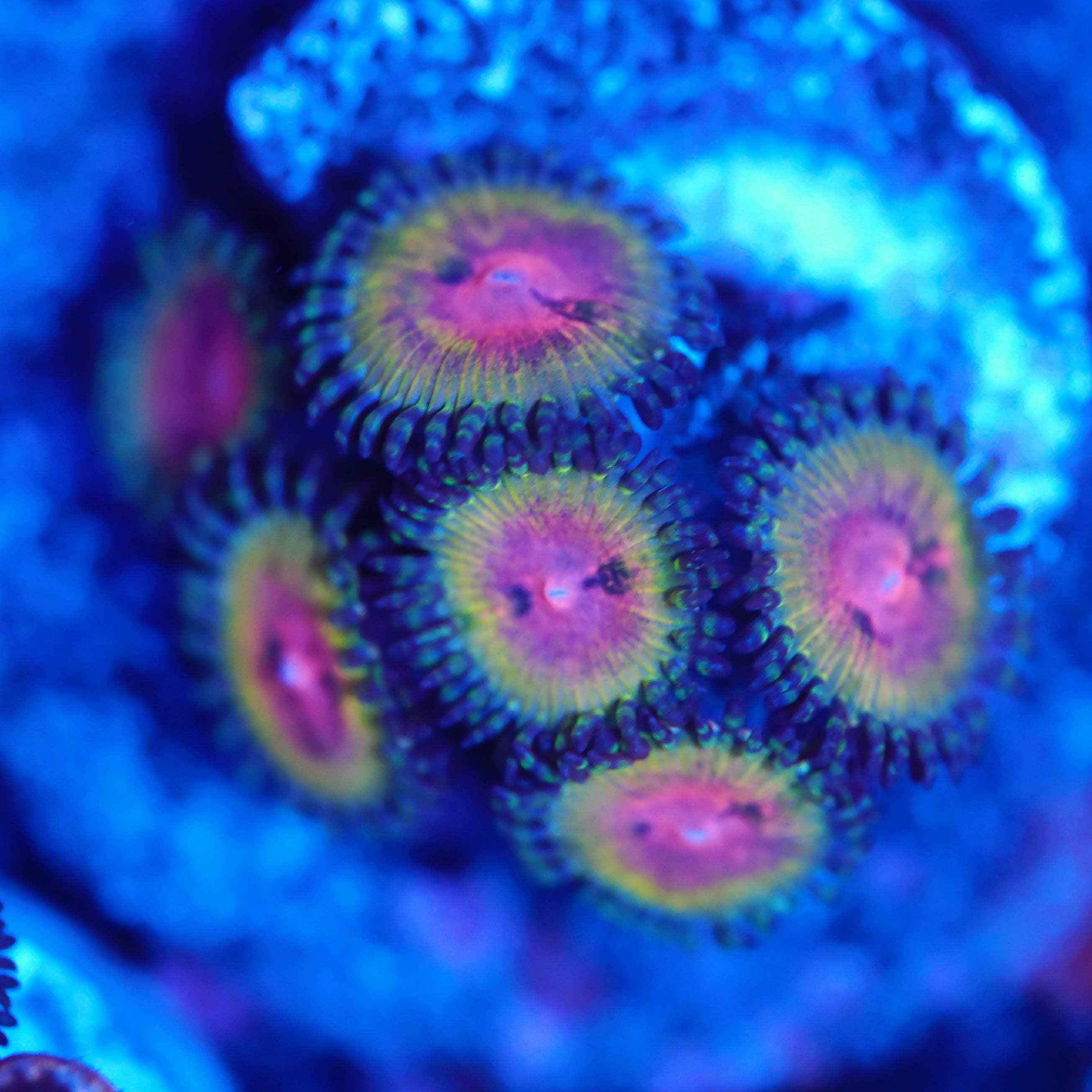 Zoanthus kamikaze kush