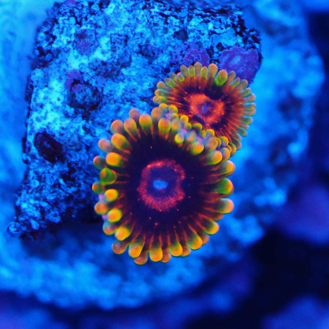 Zoanthus Jedi Mind Trick