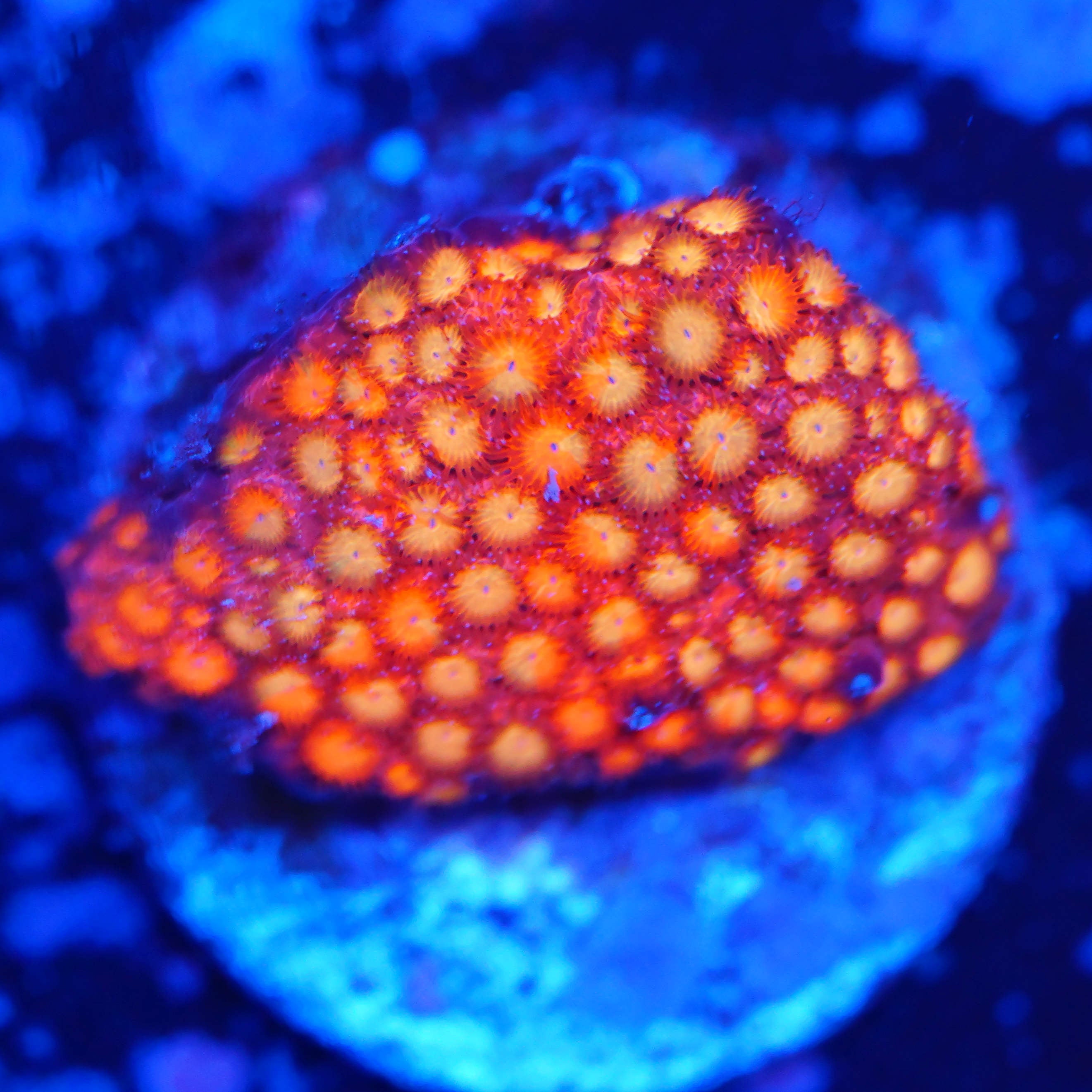 Cyphastrea ultra orange WYSIWYG