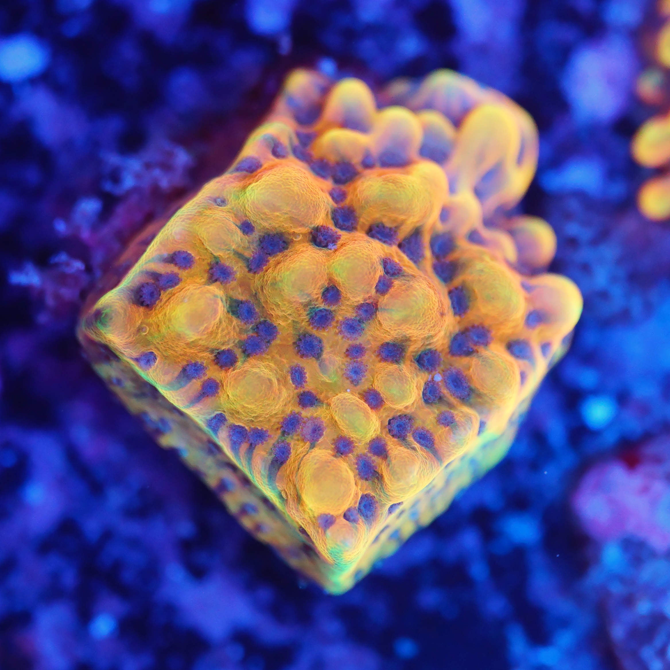 Montipora Flaming Phoenix