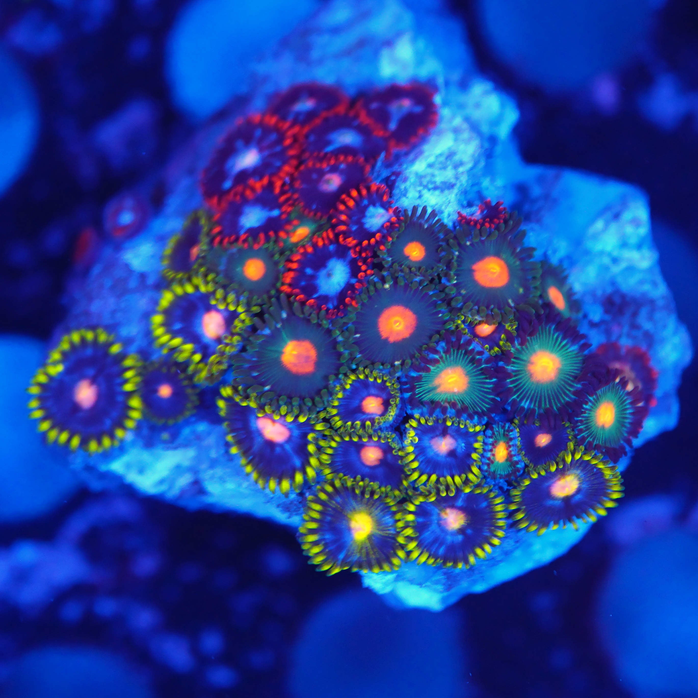 Zoanthus MIX WYSIWYG