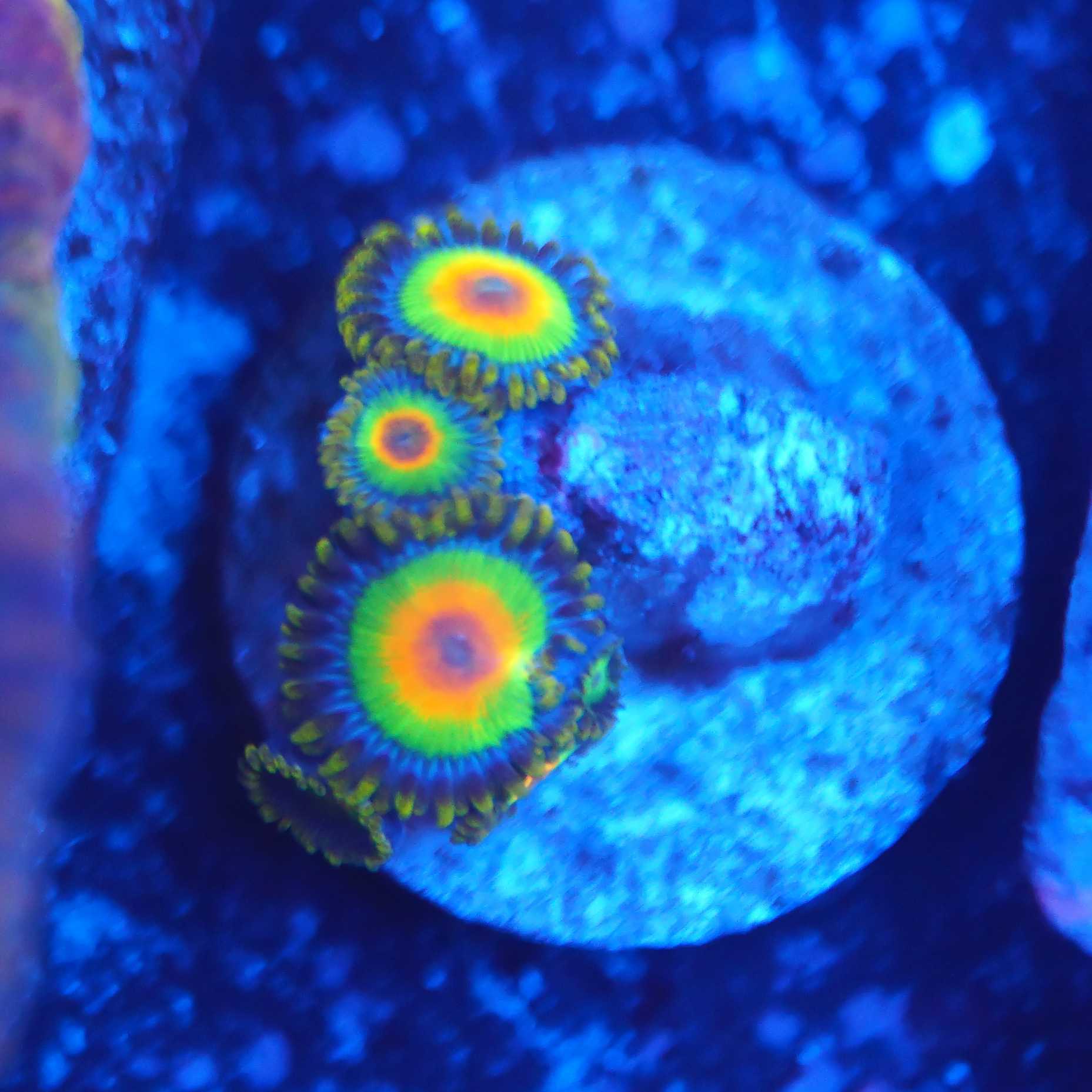 Zoanthus Rasta