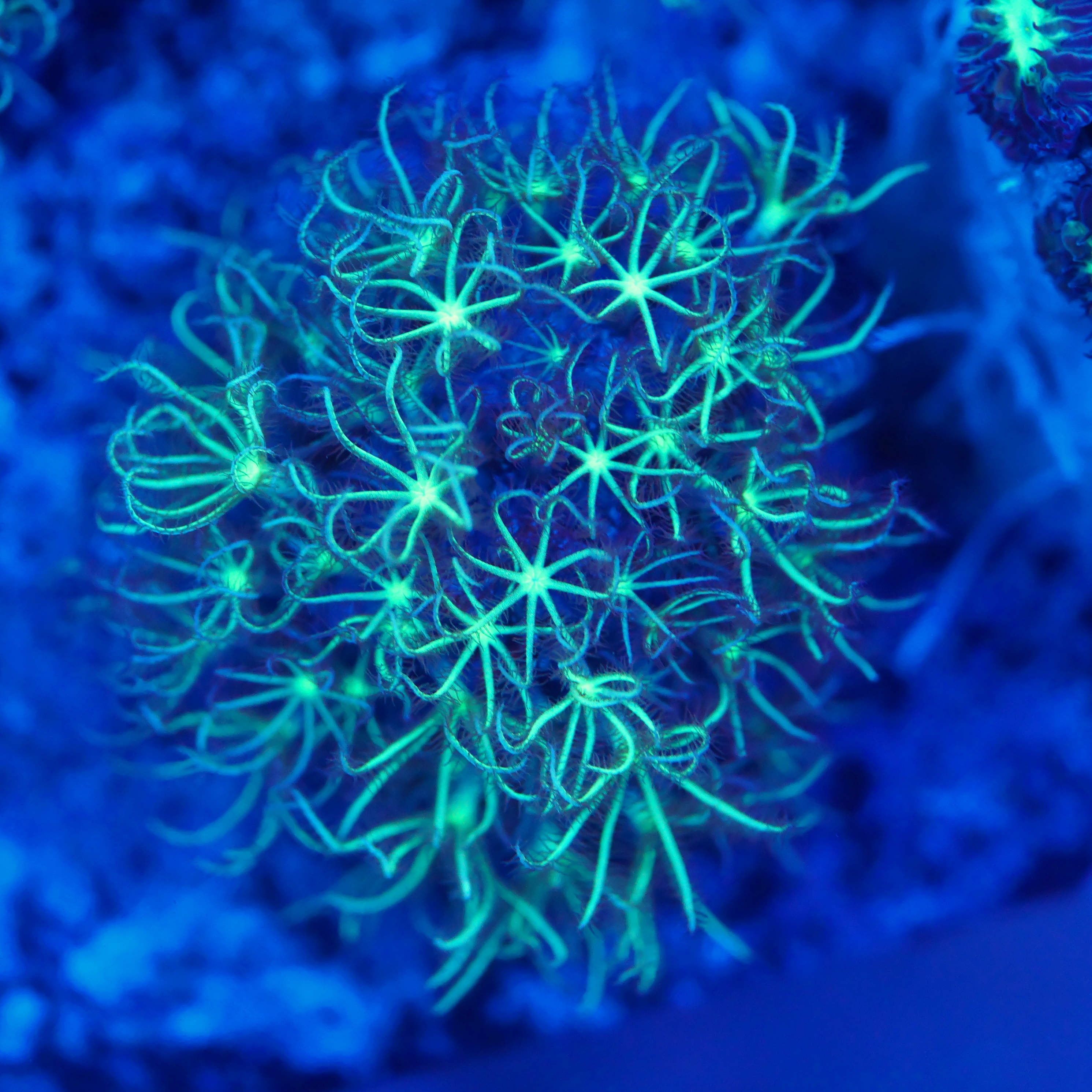 Briareum grün / weiß