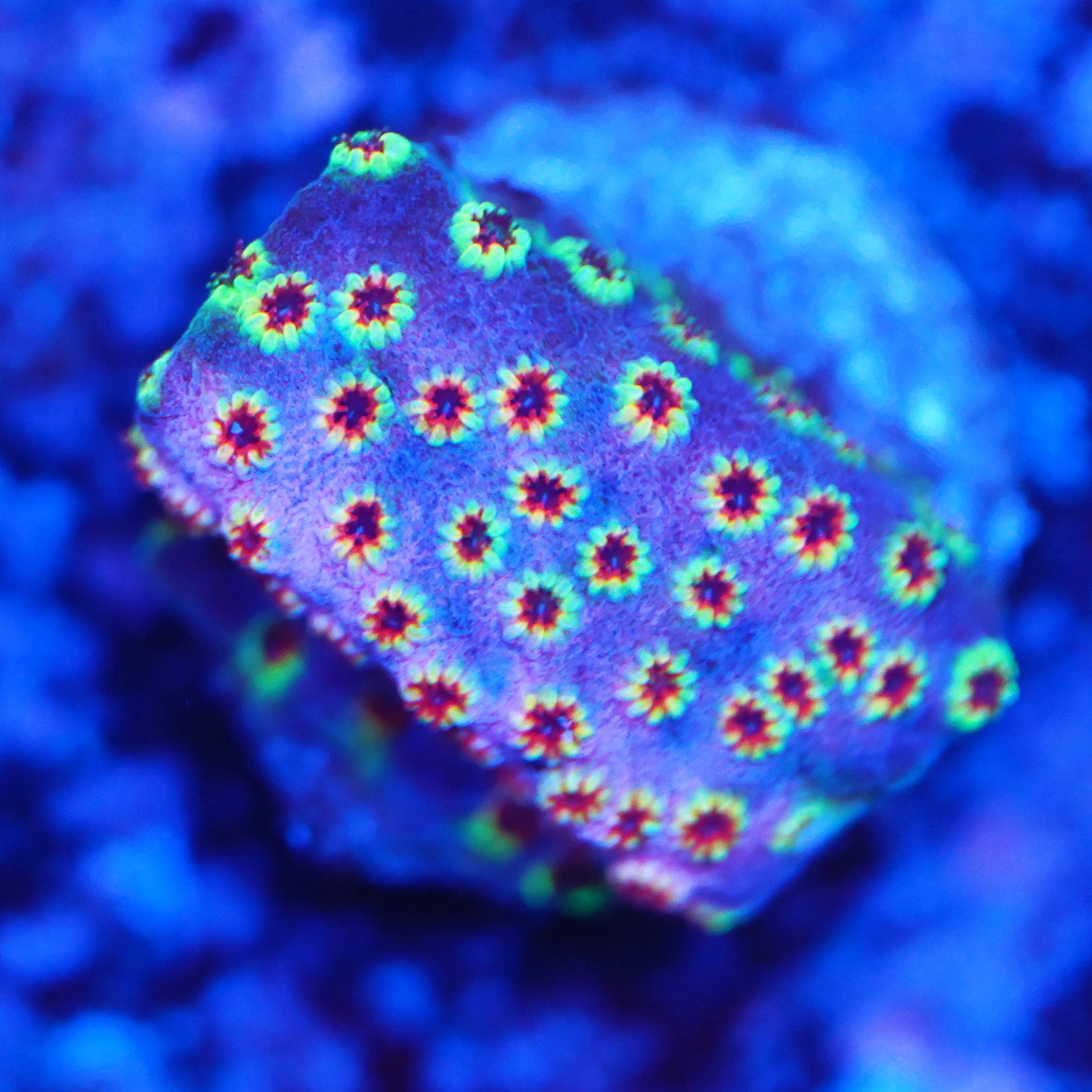 Cyphastrea Rainbow Skittles