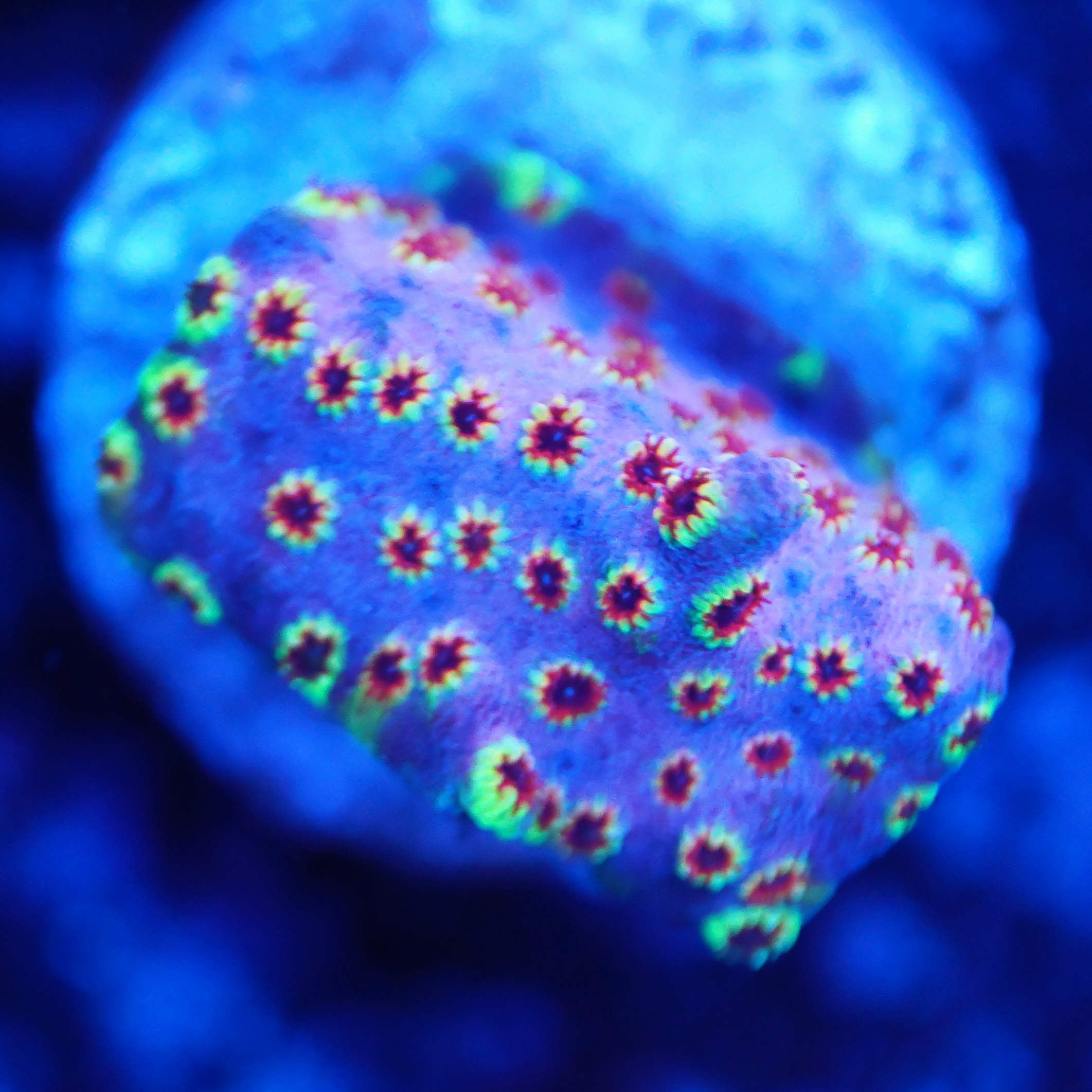 Cyphastrea Rainbow Skittles