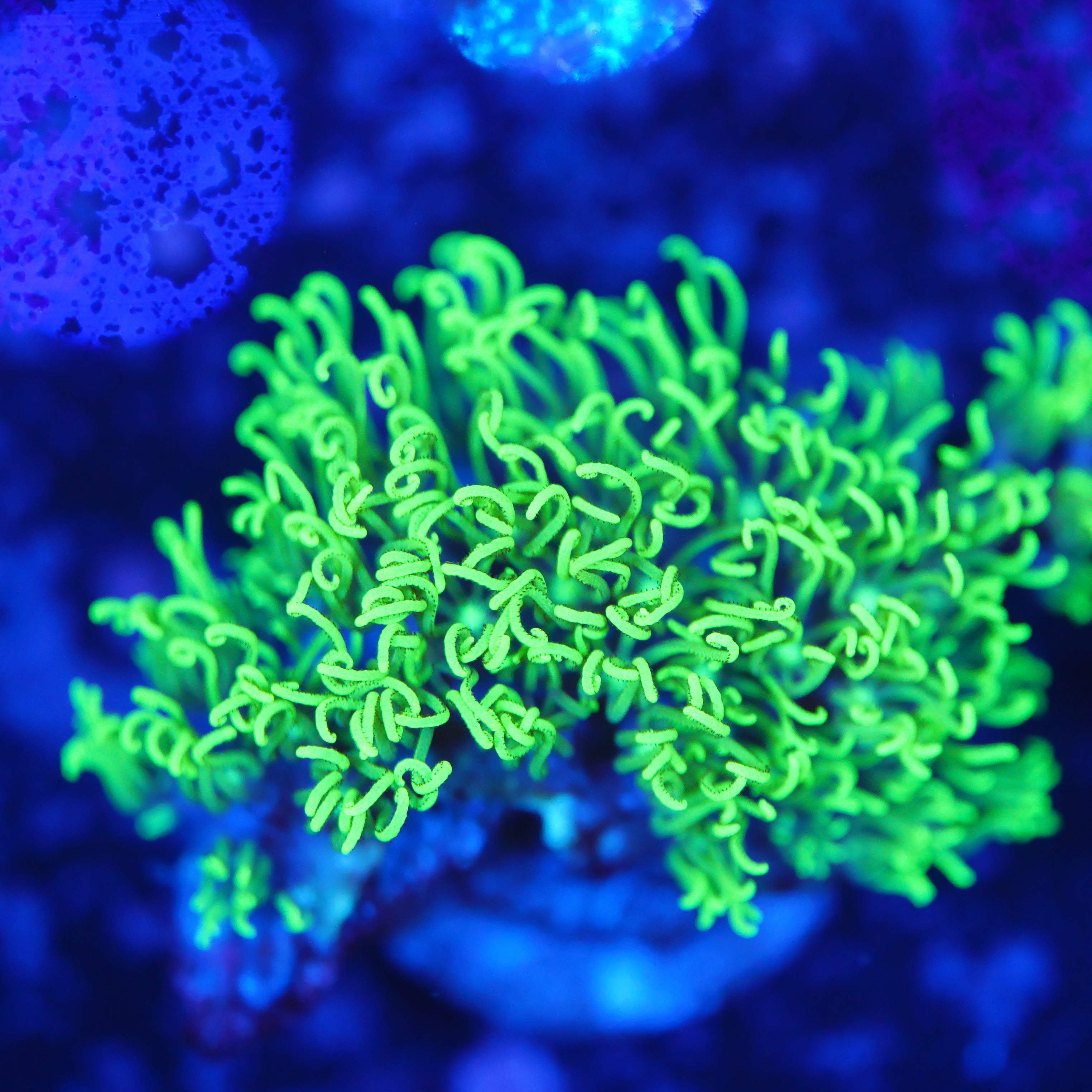 Briareum Affenhaar ultra grün