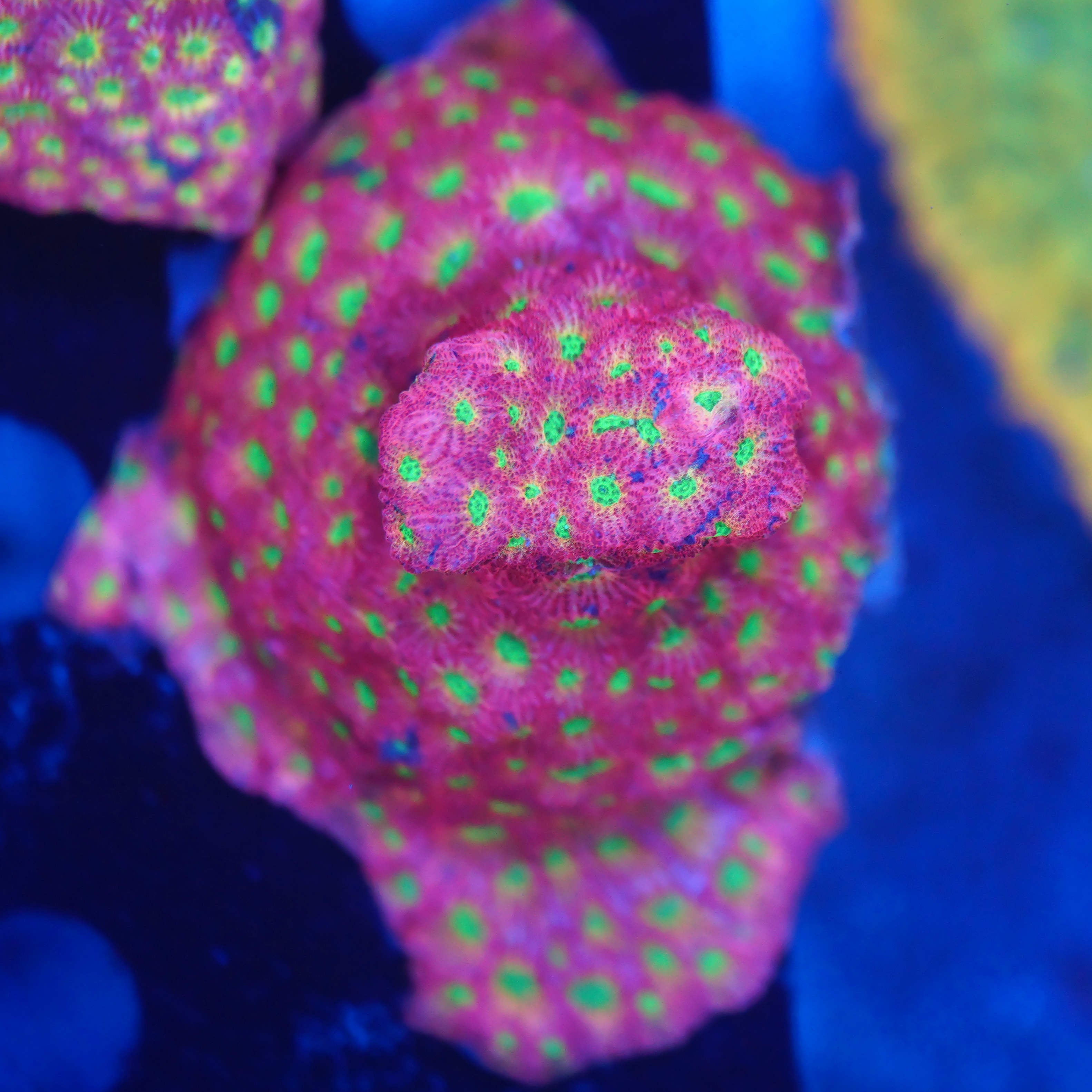 Favia day glow XL WYSIWYG