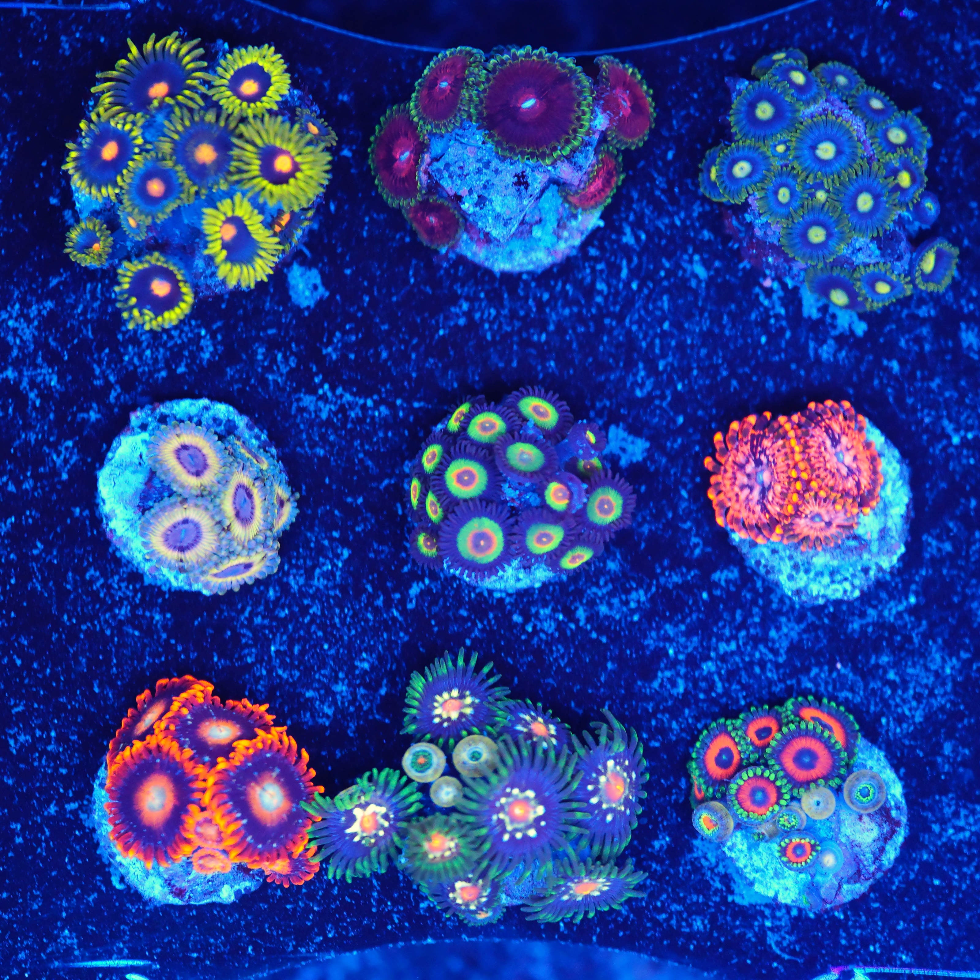 Zoanthus Korallenpaket 20% Rabatt WYSIWYG