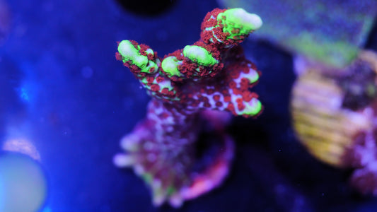 Montipora samarensis forest fire / bubblegum (lose)