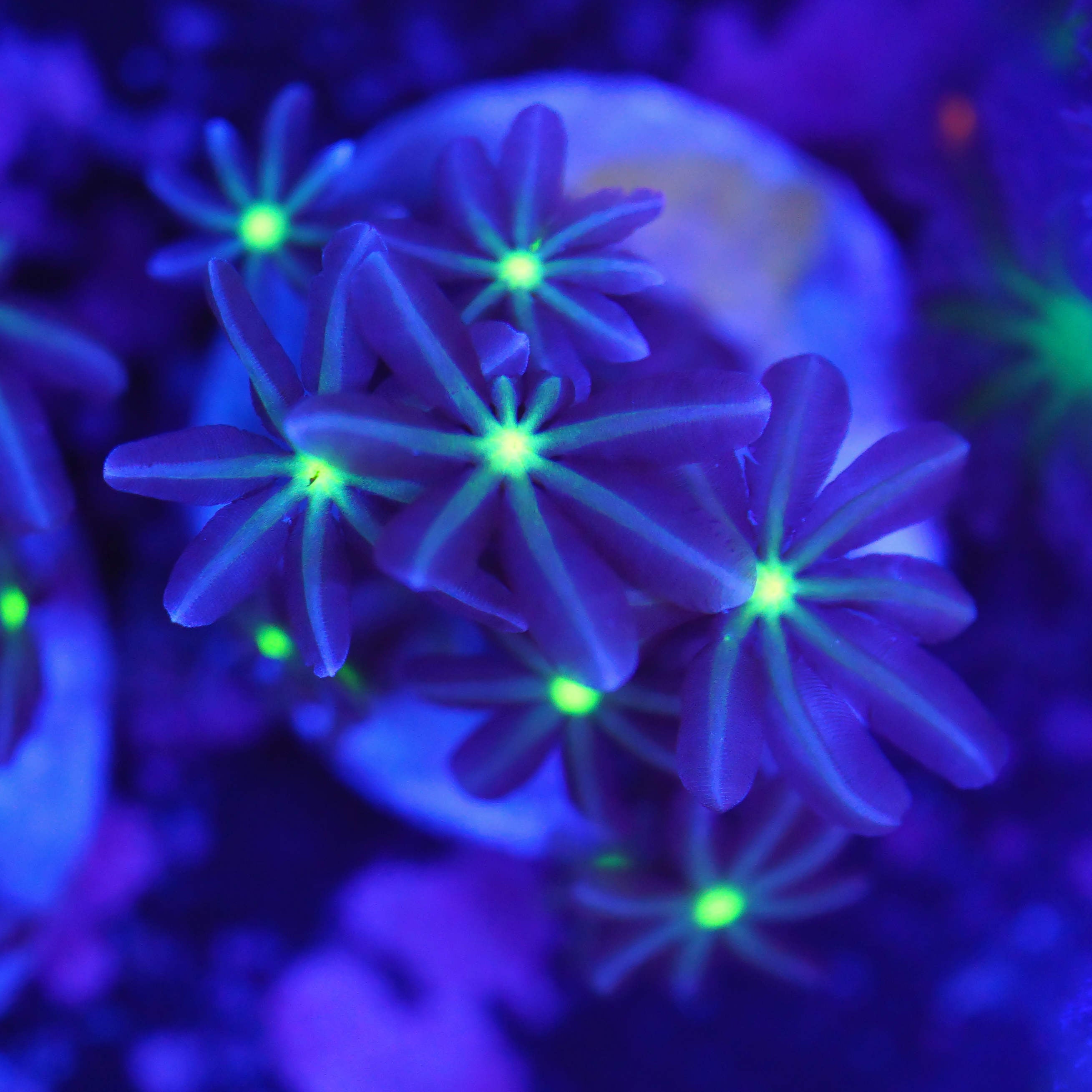 Knopia octocontacanalis