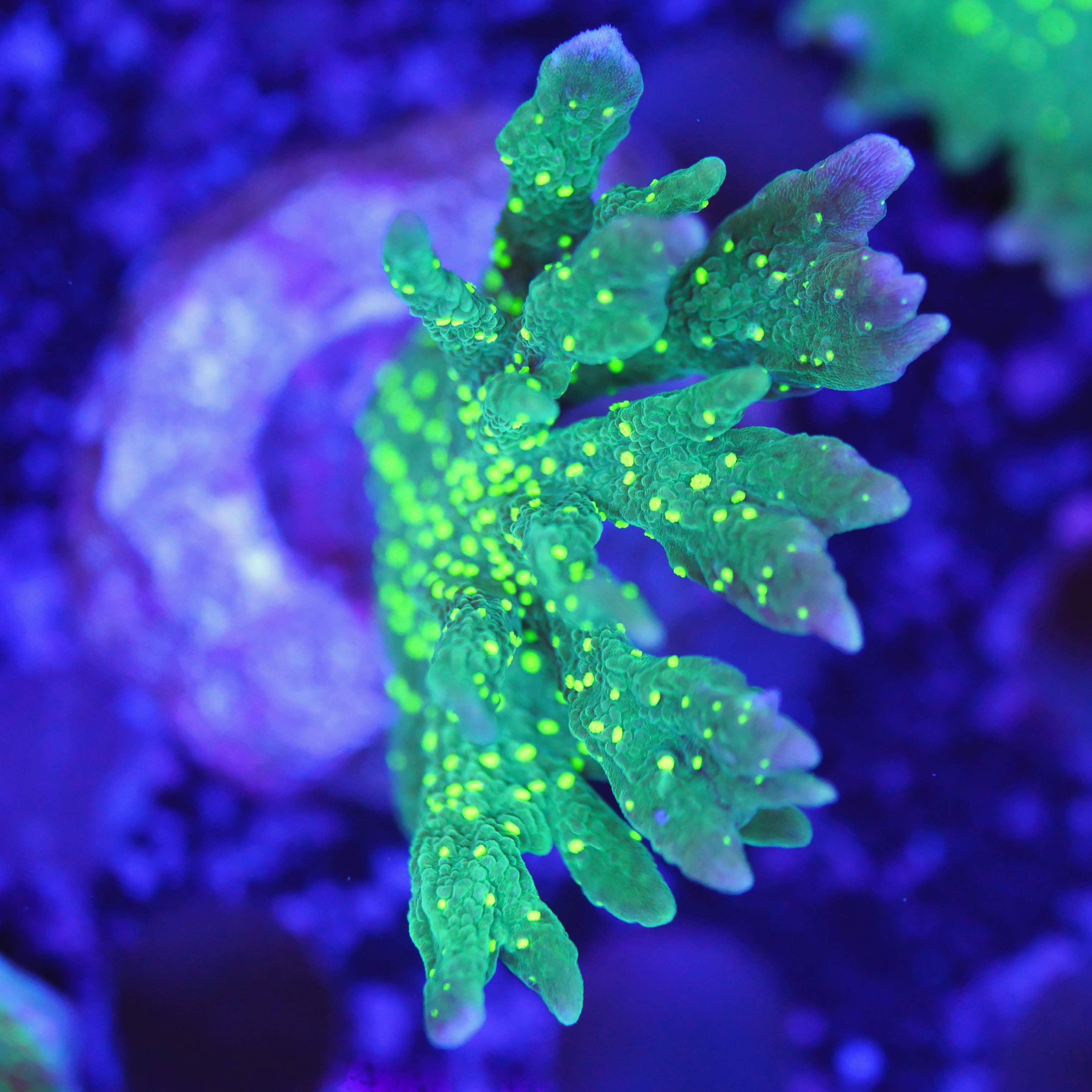 Montipora hisurata