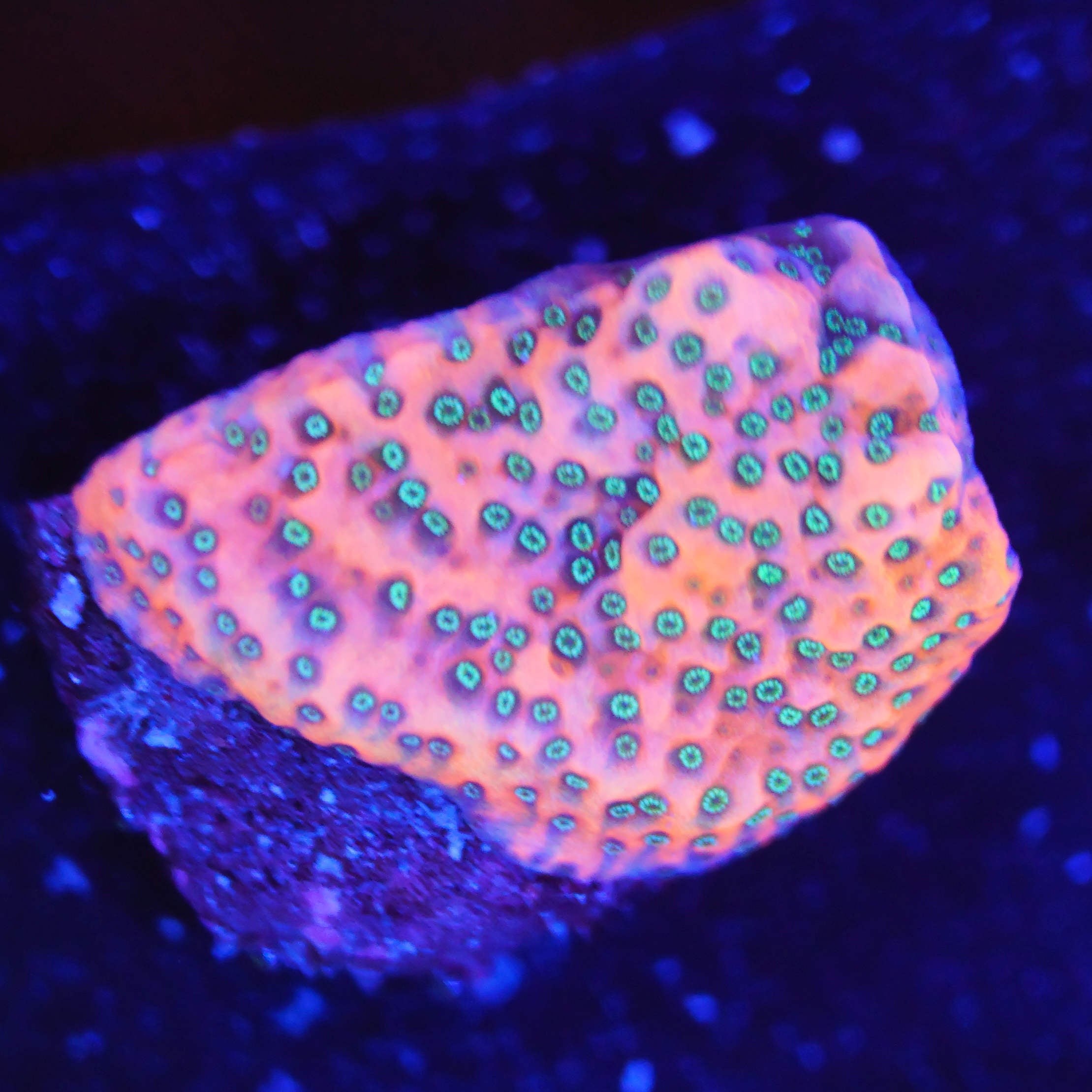 Montipora tropic thunder