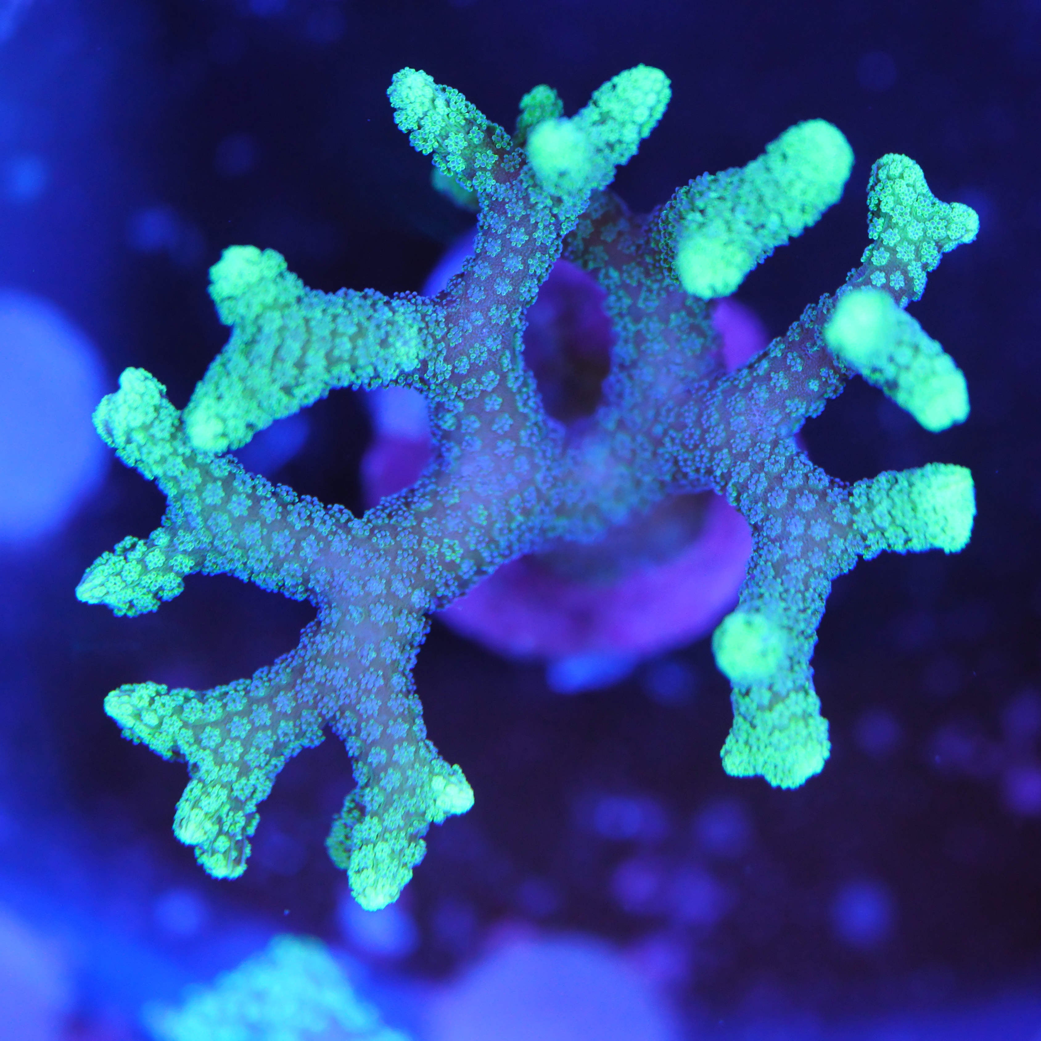 Seriatopora caliendrum grün