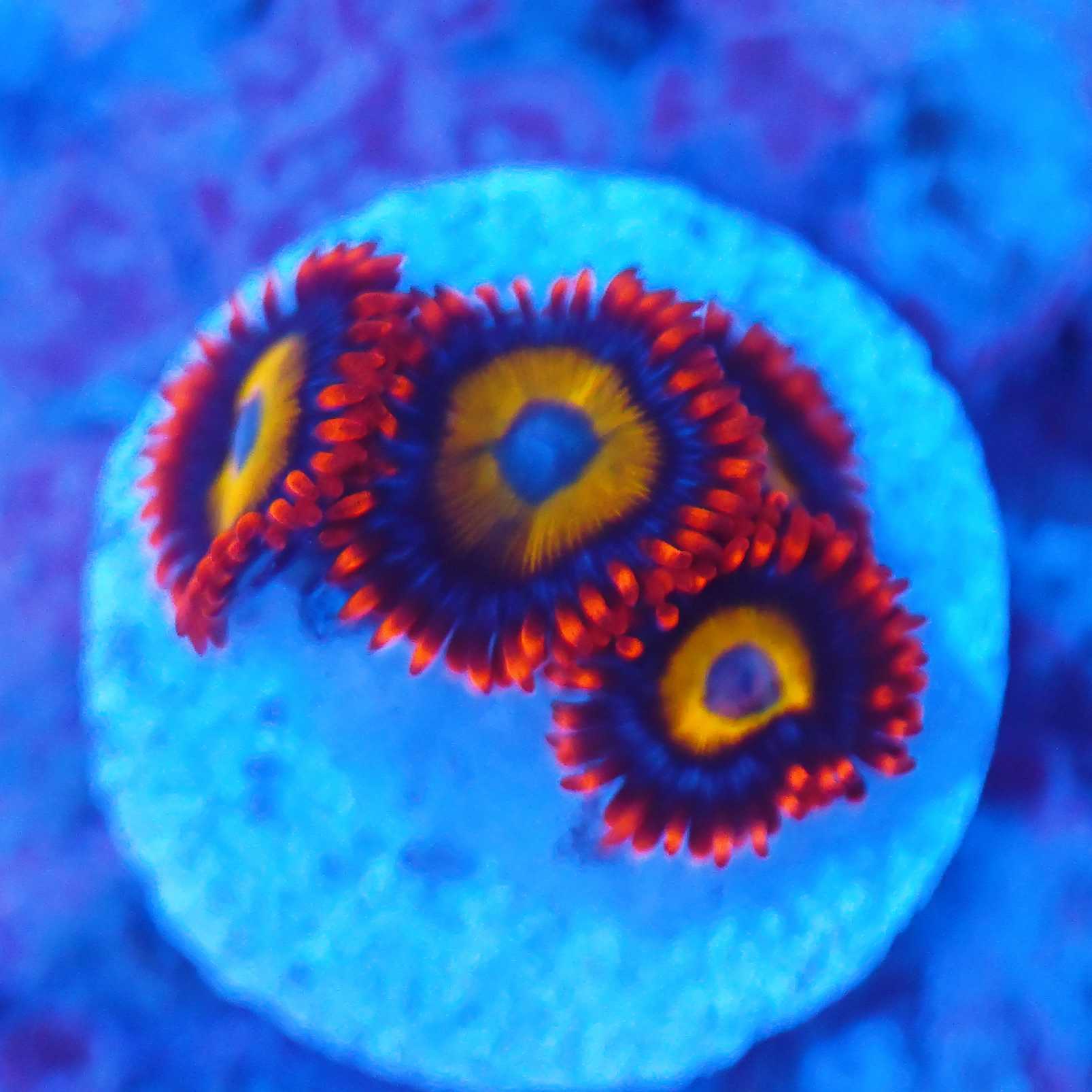 Zoanthus BBEB