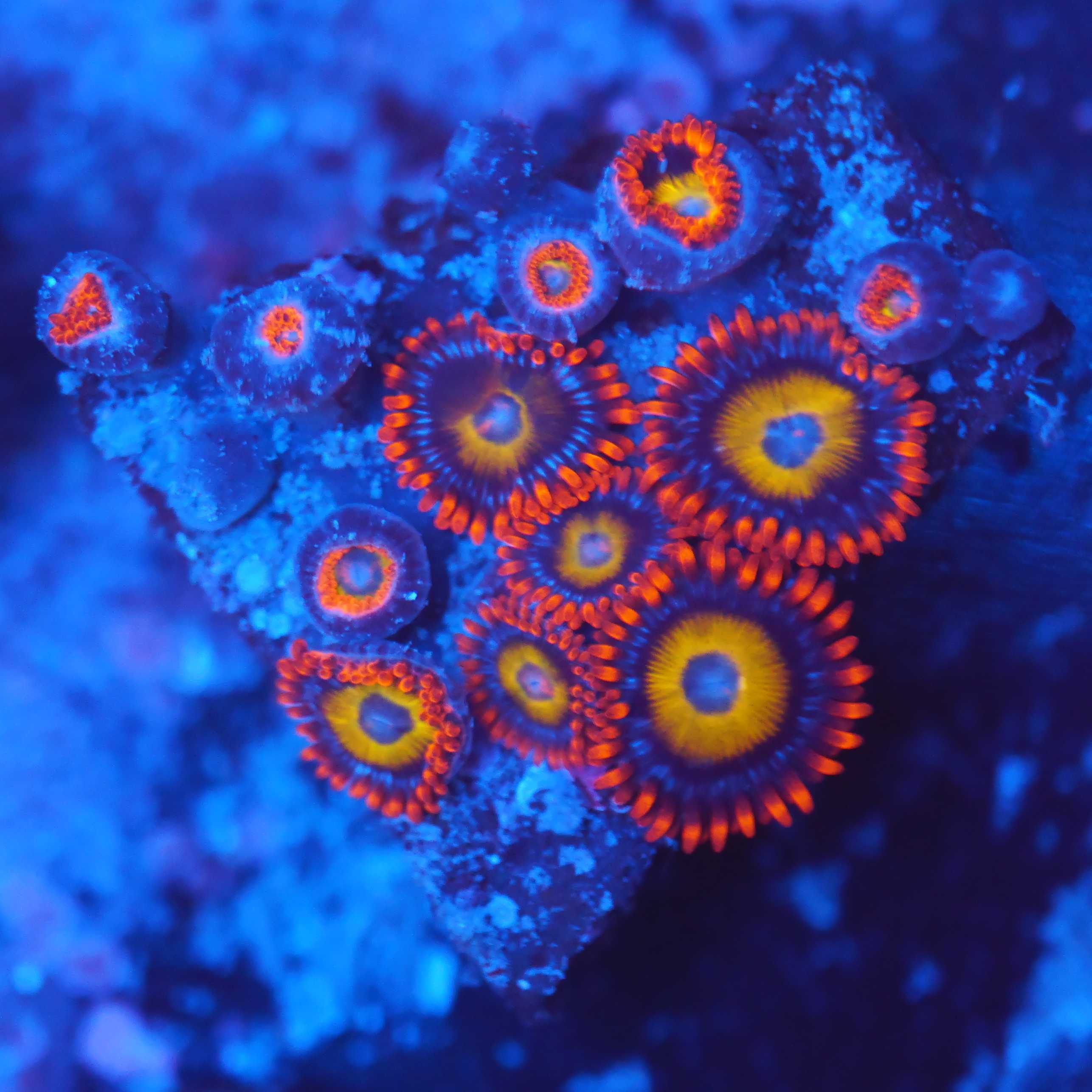 Zoanthus BBEB