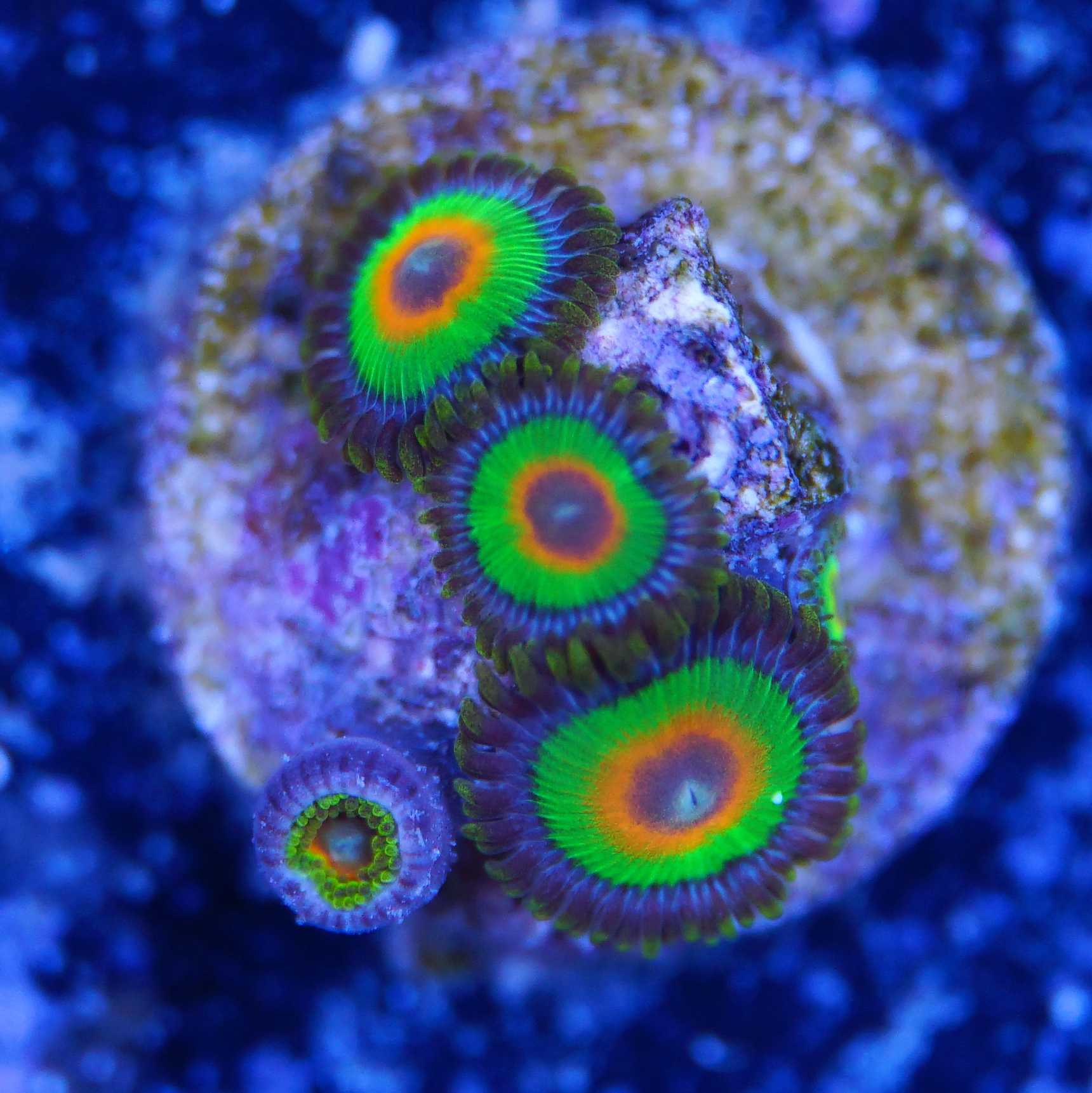 Zoanthus Rasta