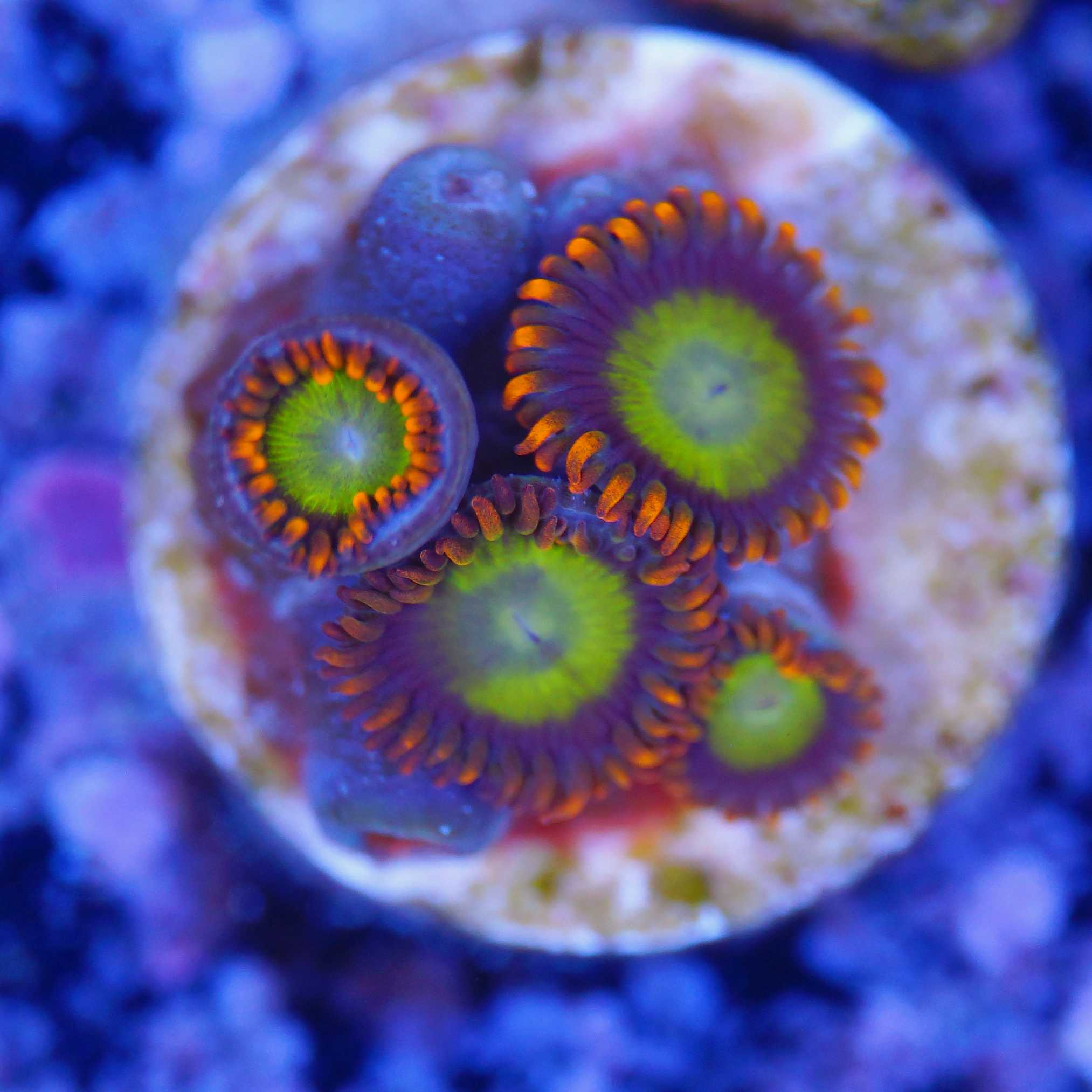 Zoanthus Mandarin