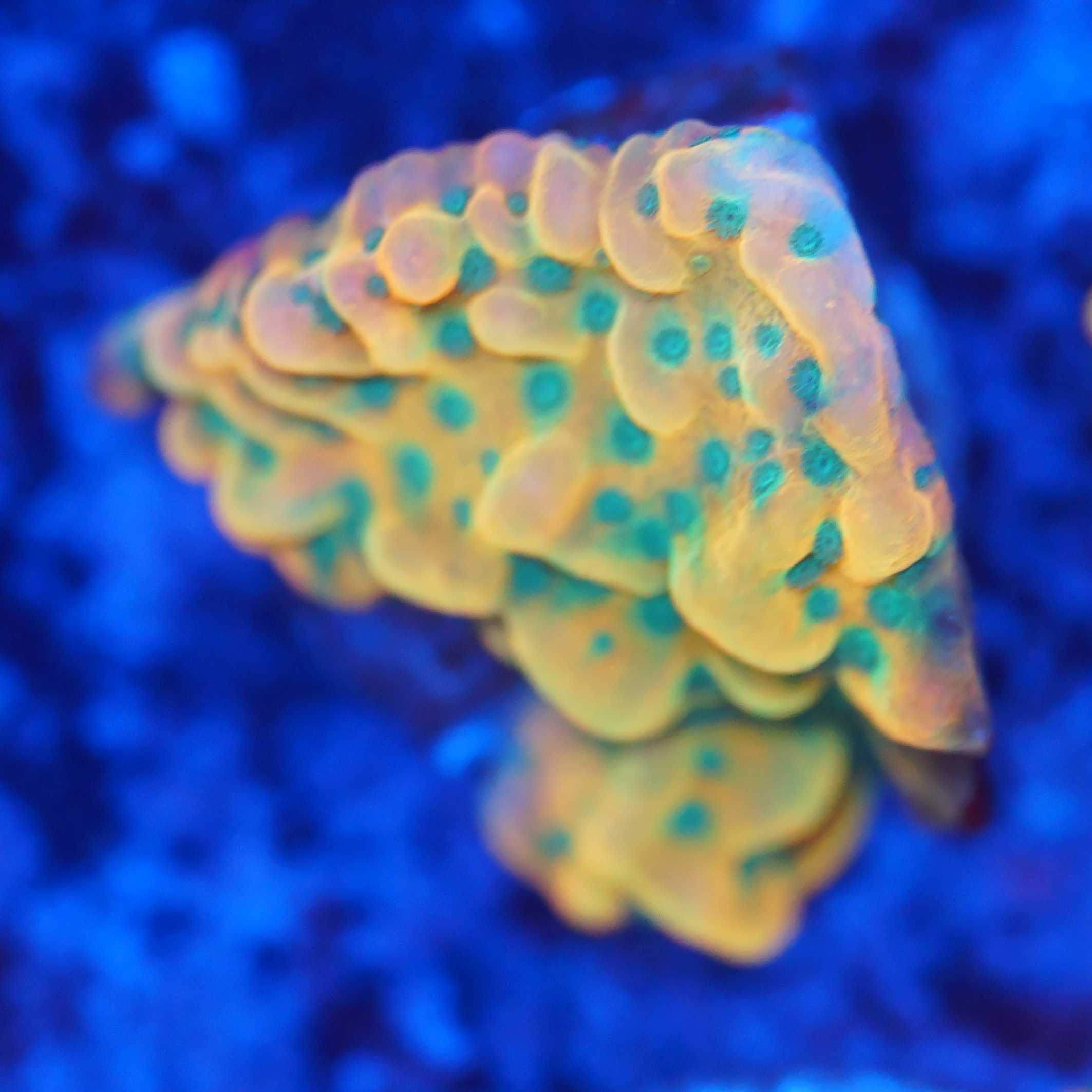 Montipora Beach Bum