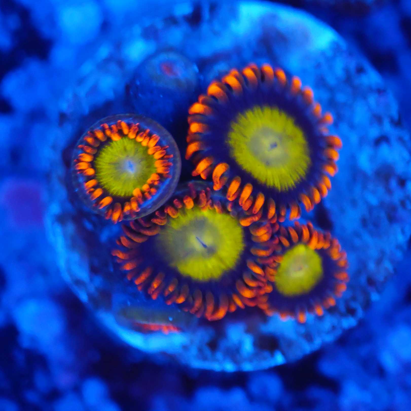 Zoanthus Mandarin