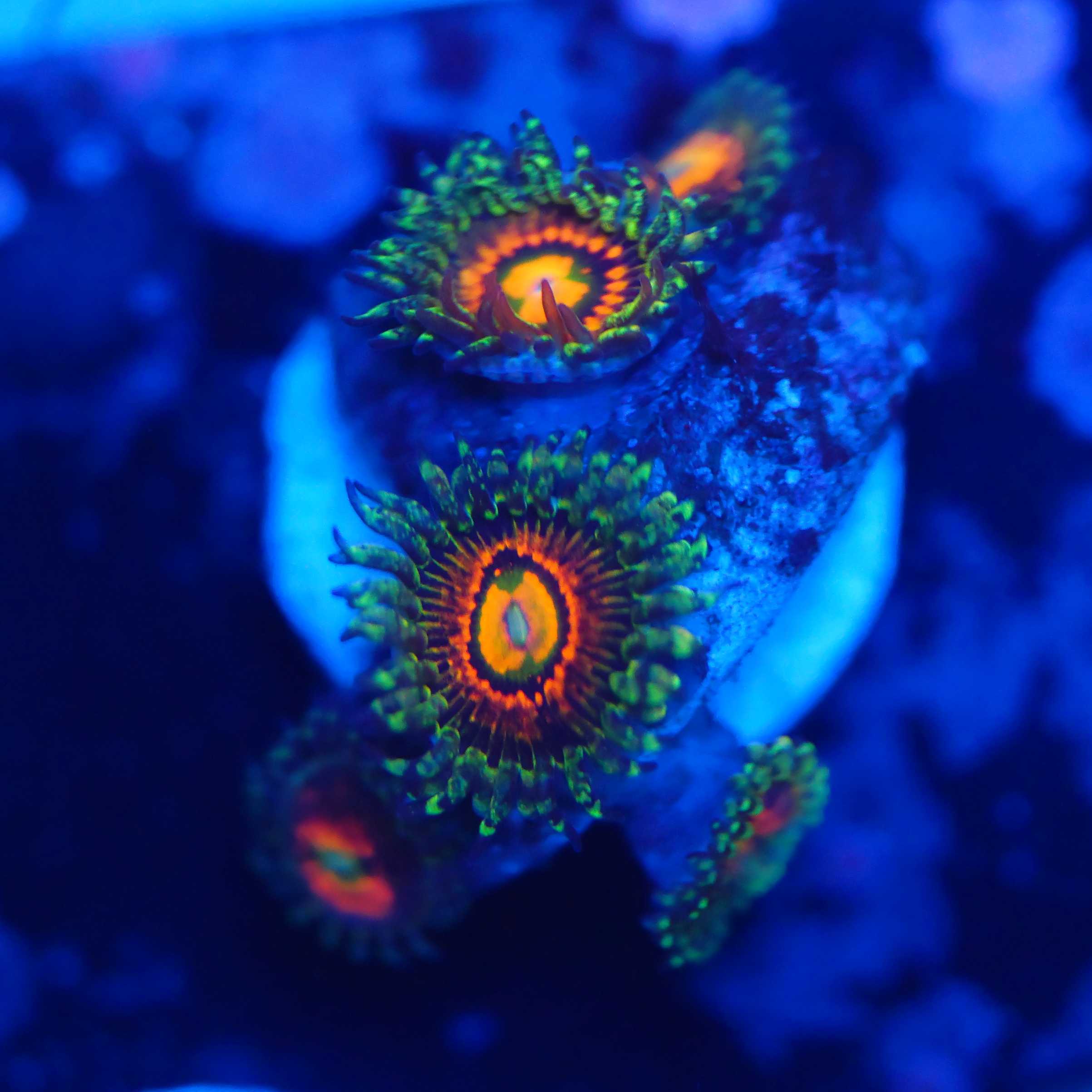 Zoanthus Rainbow incinerator