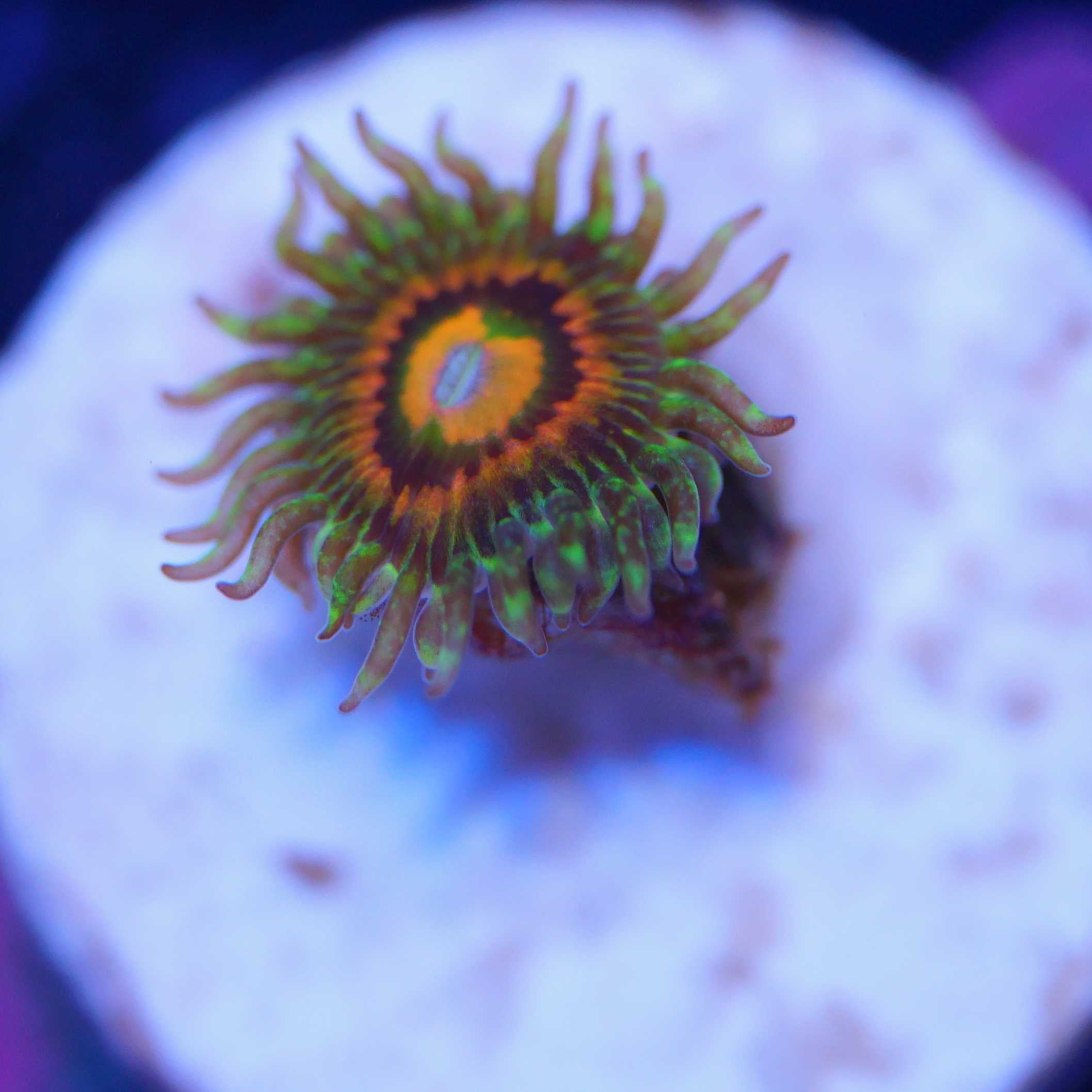 Zoanthus Rainbow incinerator