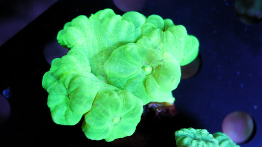 Caulastrea neon grün