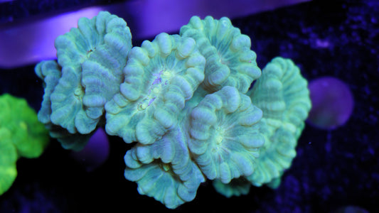 Caulastrea mint grün