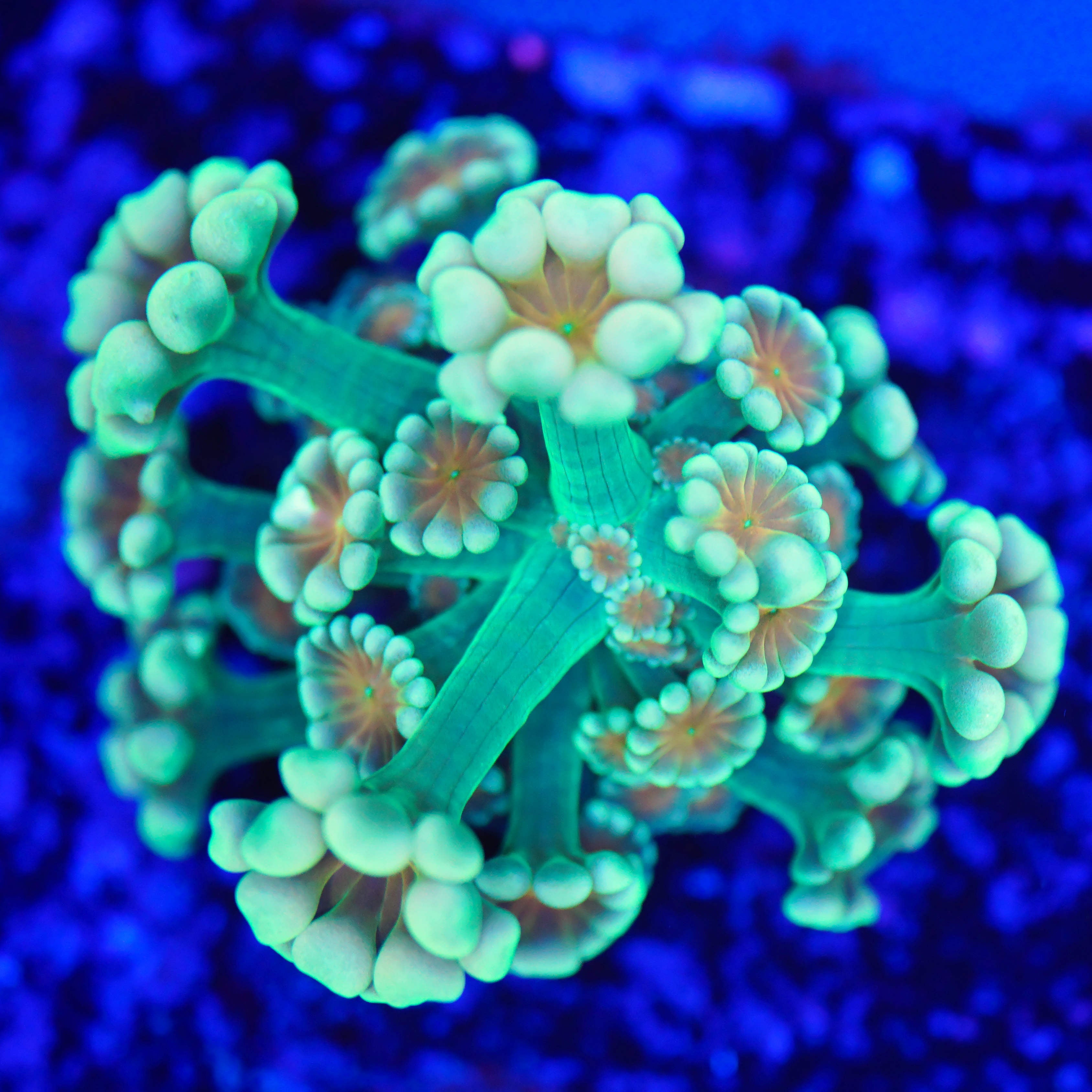 Alveopora bi-color RARE WYSIWYG