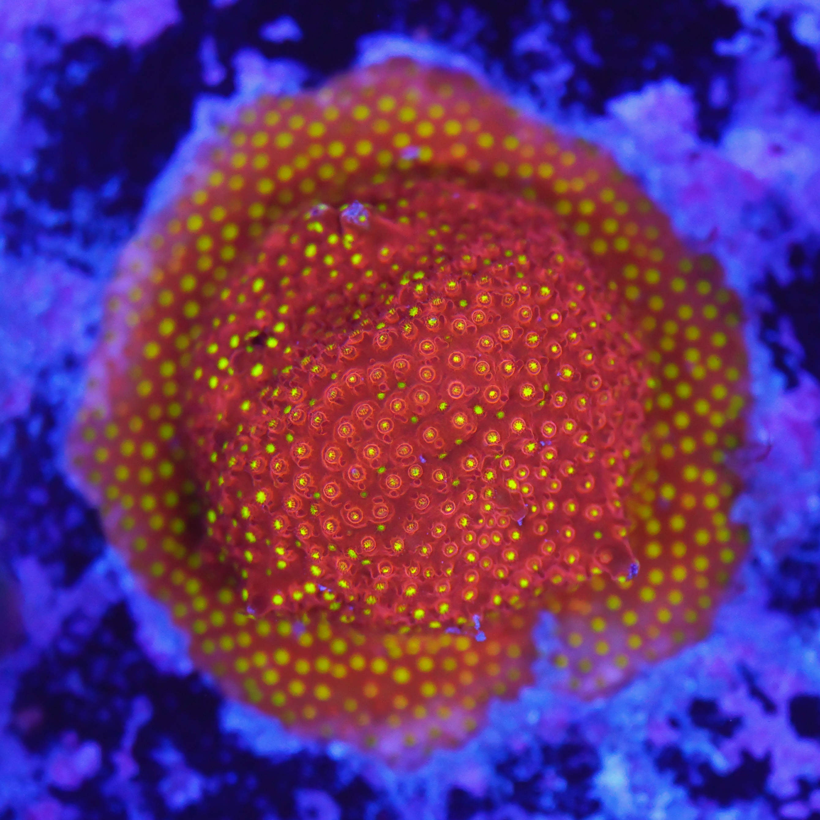 Stylocoeniella reverse burning banana