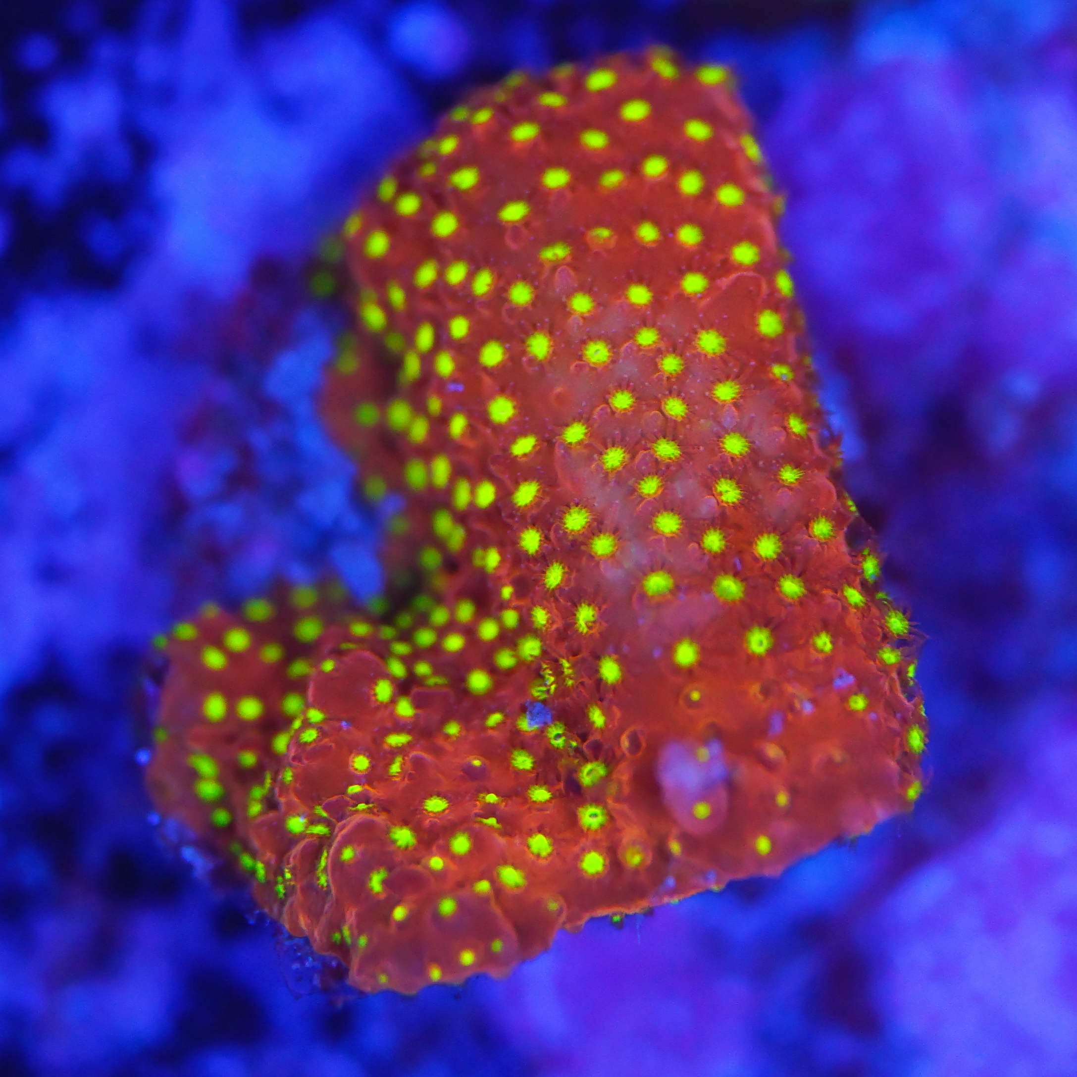 Stylocoeniella reverse burning banana