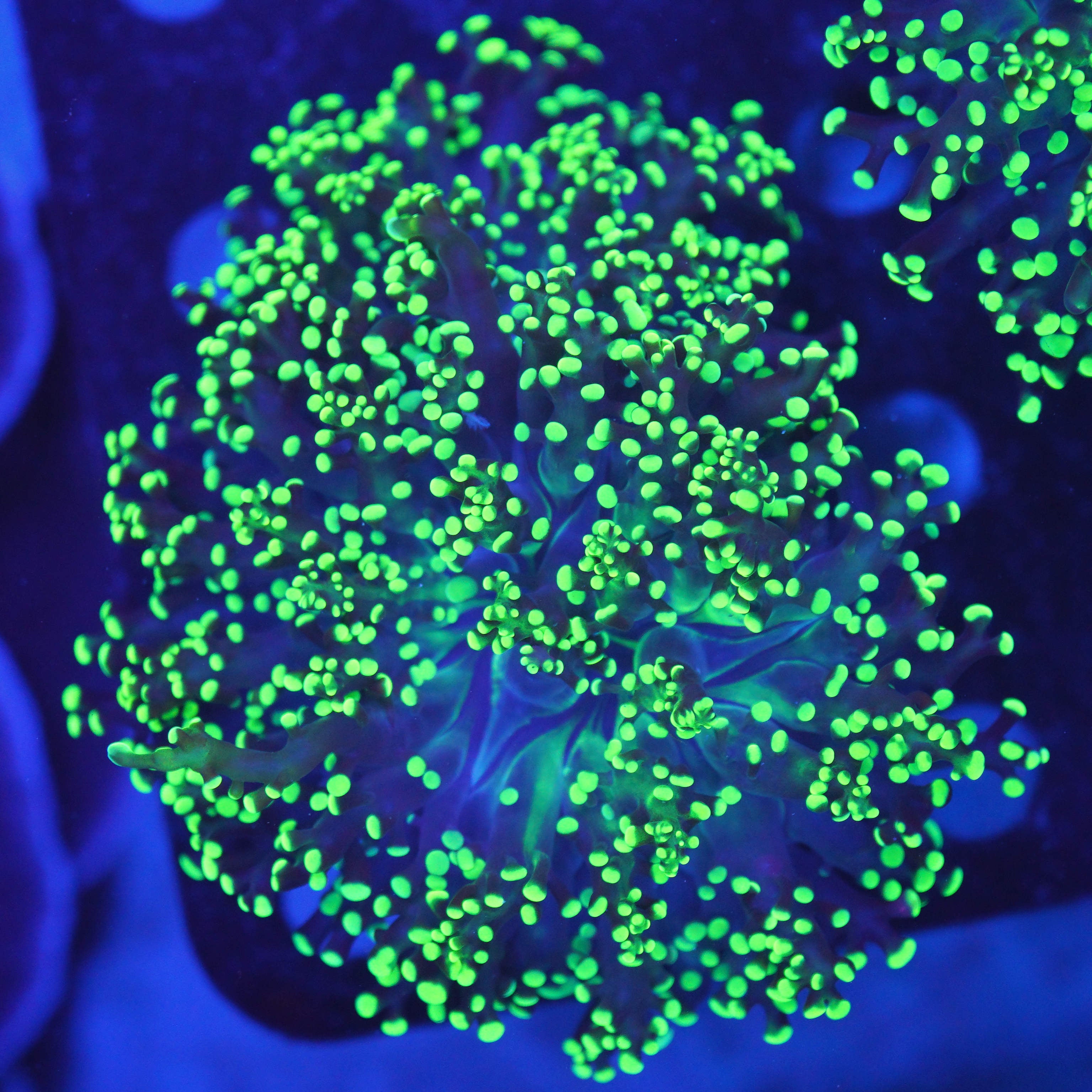 Euphyllia yaeyamaensis grün